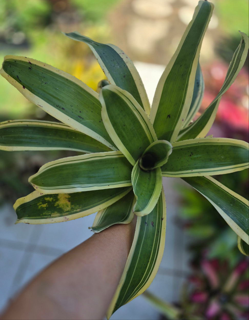 NEOREGELIA 'INK-WELL' (ALBO-MARGINATED) - "CHESTER SKOTAK"