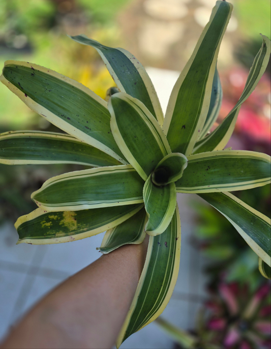 NEOREGELIA 'INK-WELL' (ALBO-MARGINATED) - "CHESTER SKOTAK"