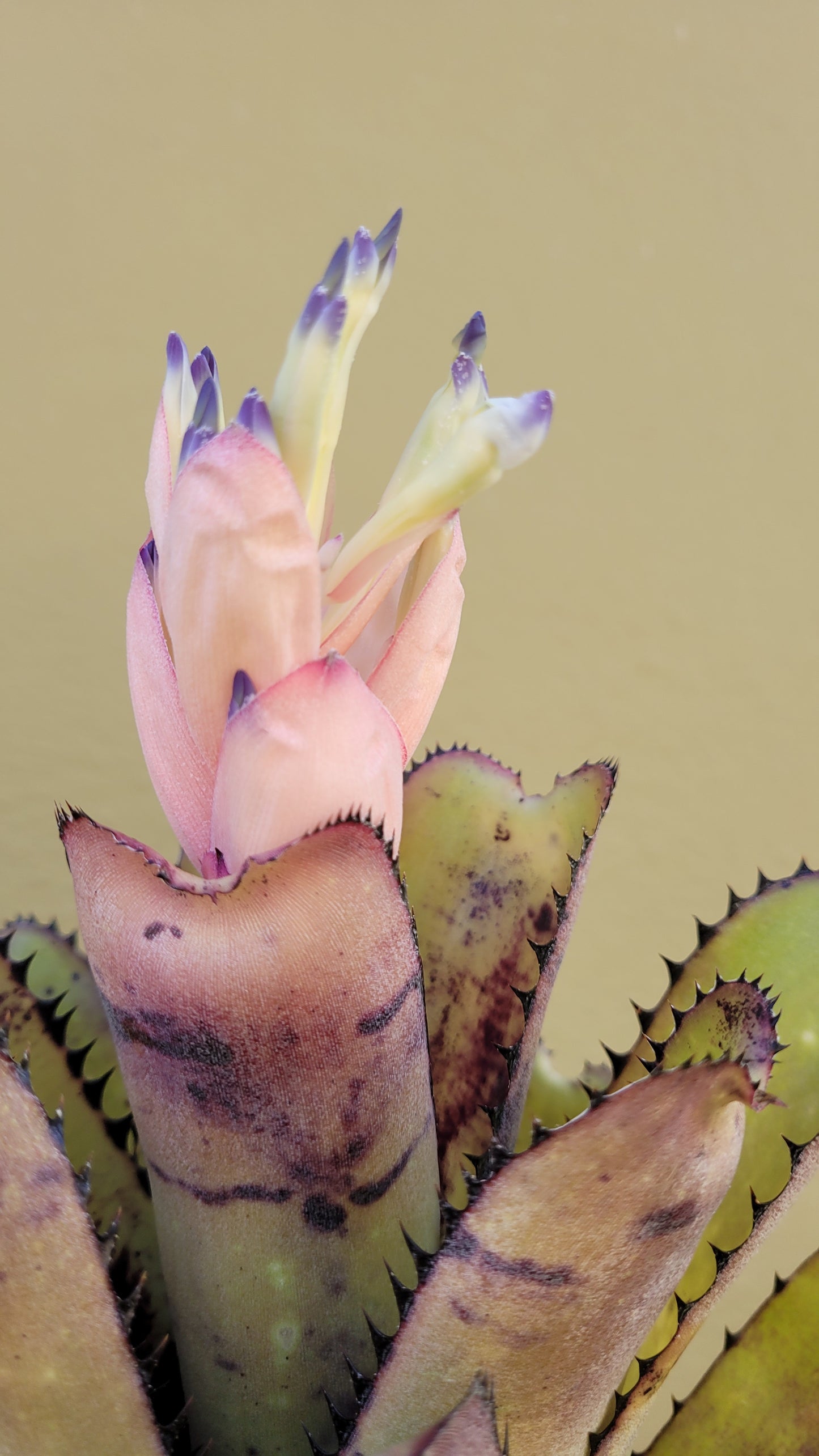 BILLBERGIA SANDERIANA