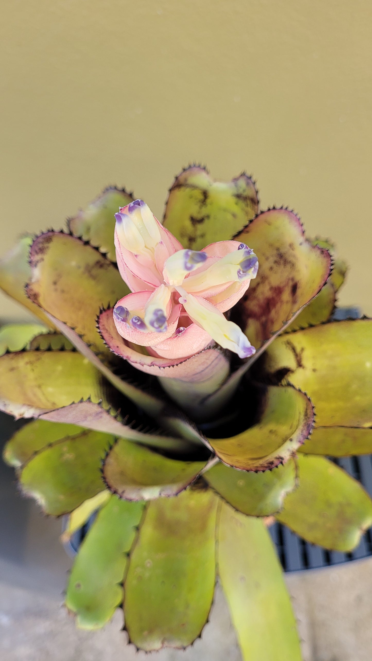 BILLBERGIA SANDERIANA