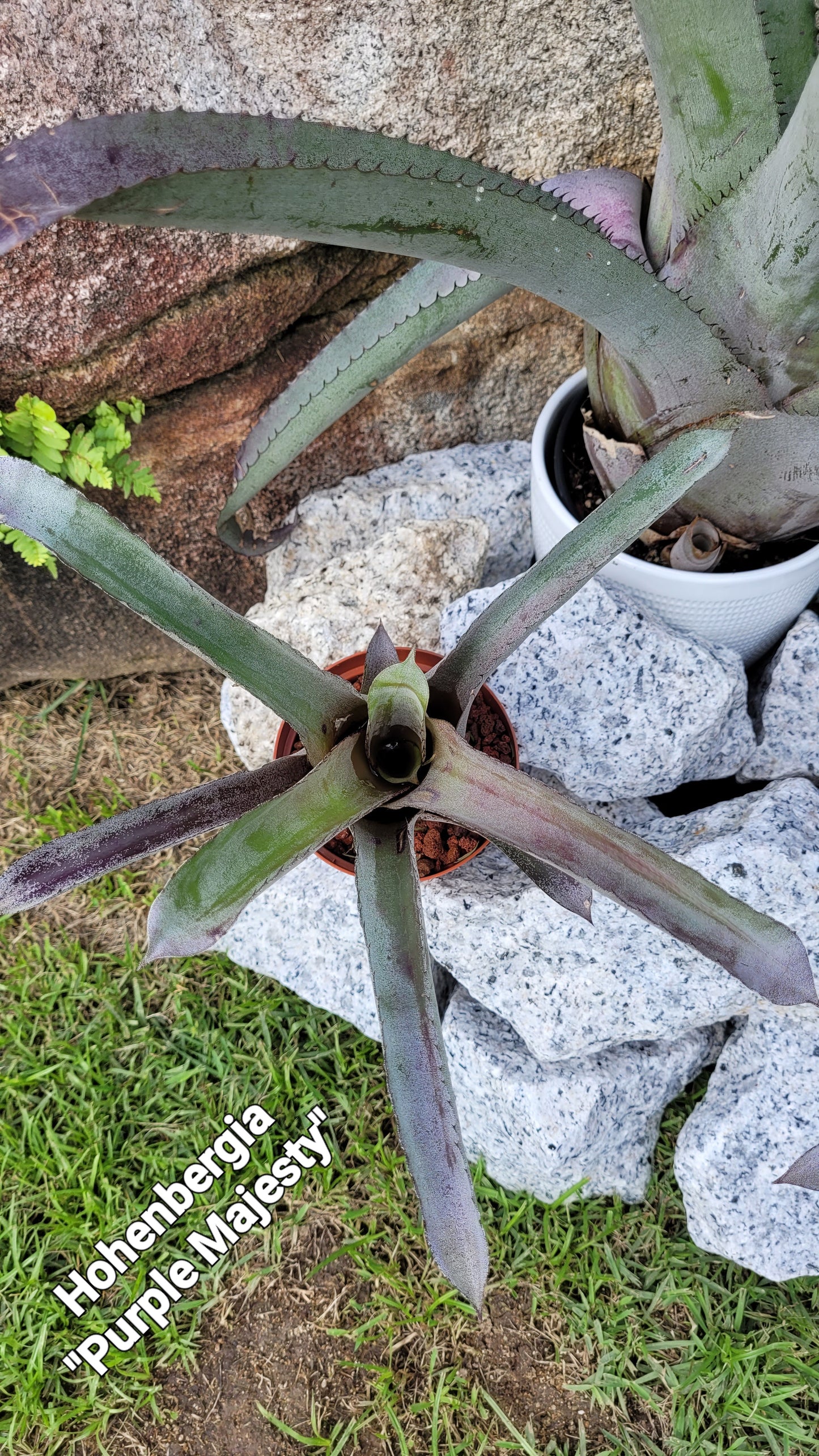 HOHEBERGIA "PURPLE MAJESTY"