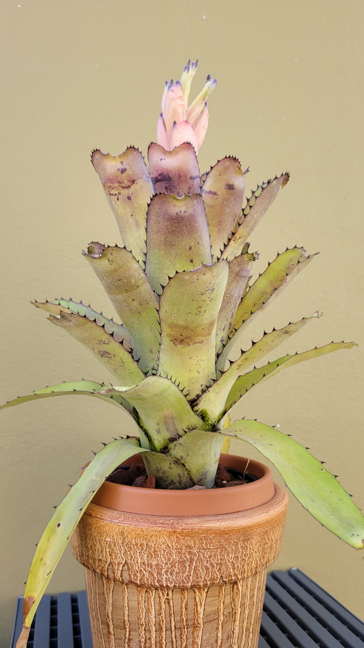 BILLBERGIA SANDERIANA
