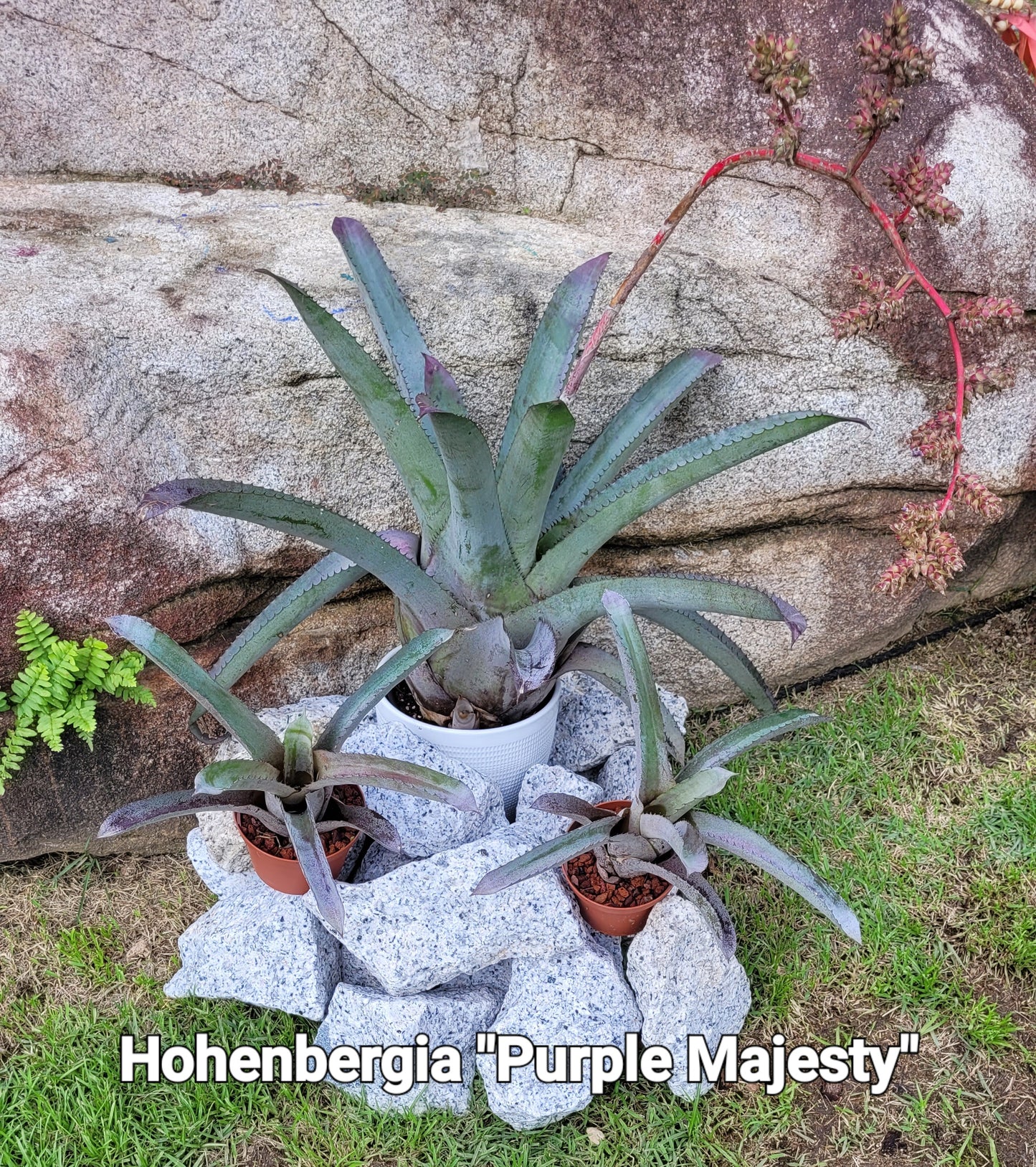 HOHEBERGIA "PURPLE MAJESTY"