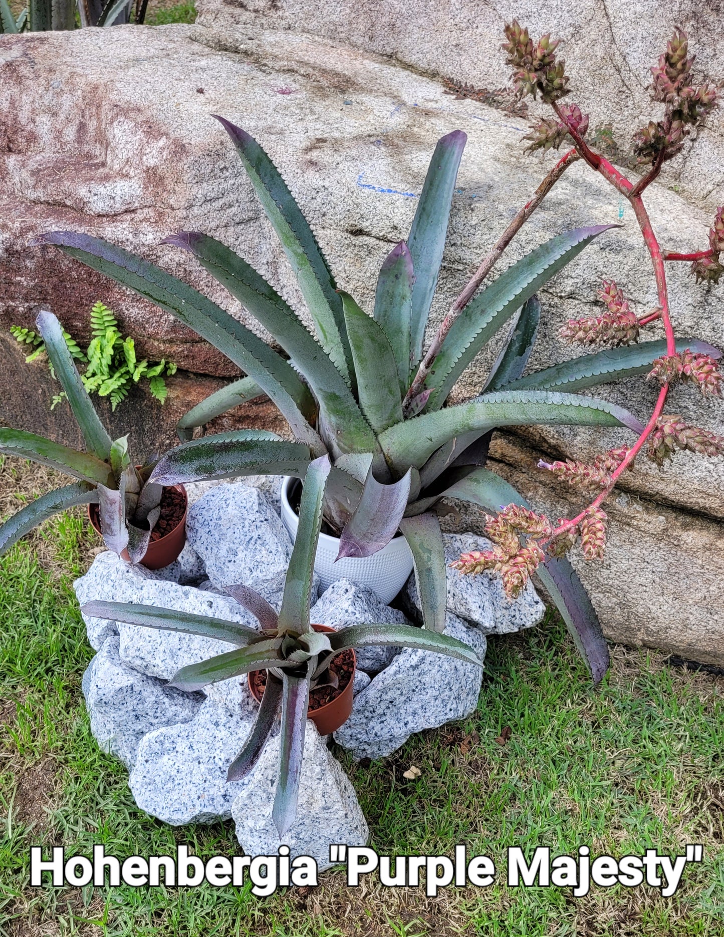 HOHEBERGIA "PURPLE MAJESTY"