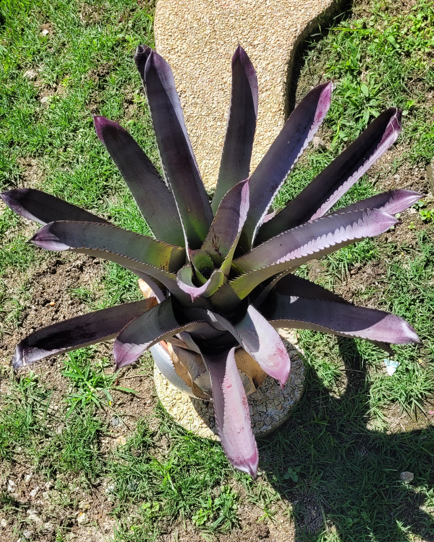 HOHEBERGIA "PURPLE MAJESTY"