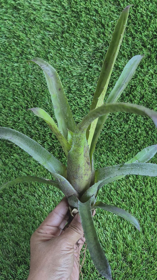 🍃 HOHENBERGIA PENNAE X LEOPOLDO HORSTII