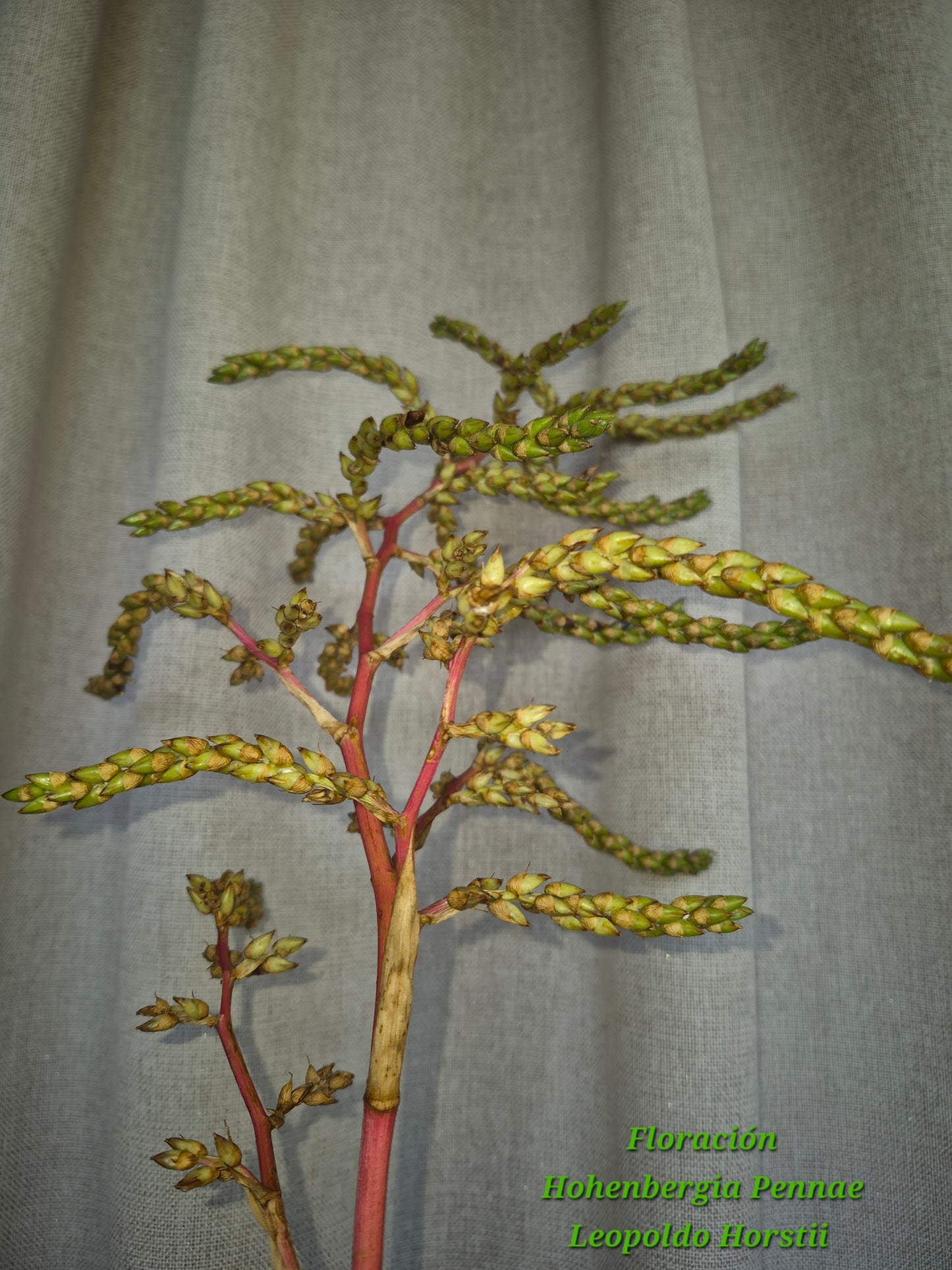 🍃 HOHENBERGIA PENNAE X LEOPOLDO HORSTII