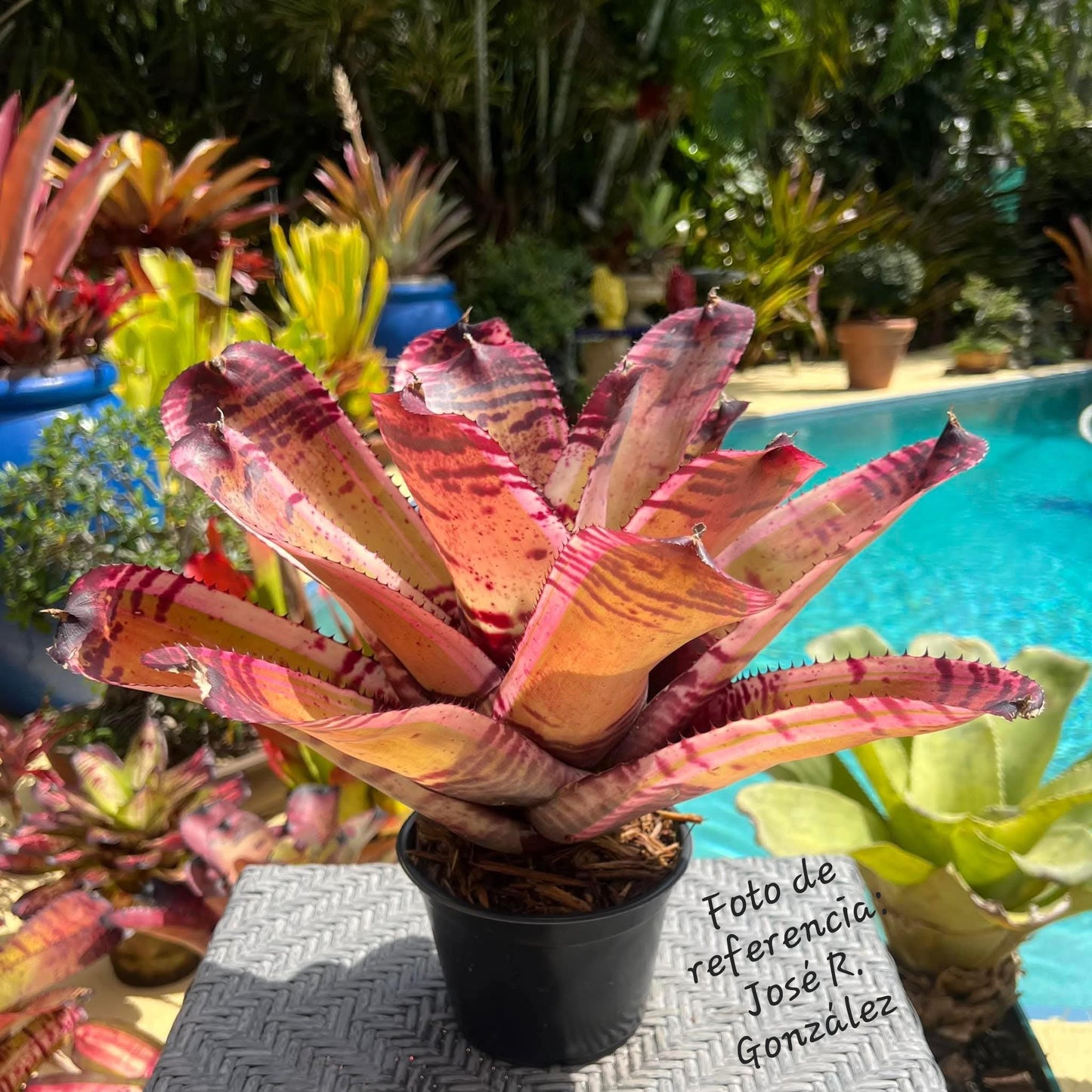 NEOREGELIA 'SK0TAK'S' BAZOOKA