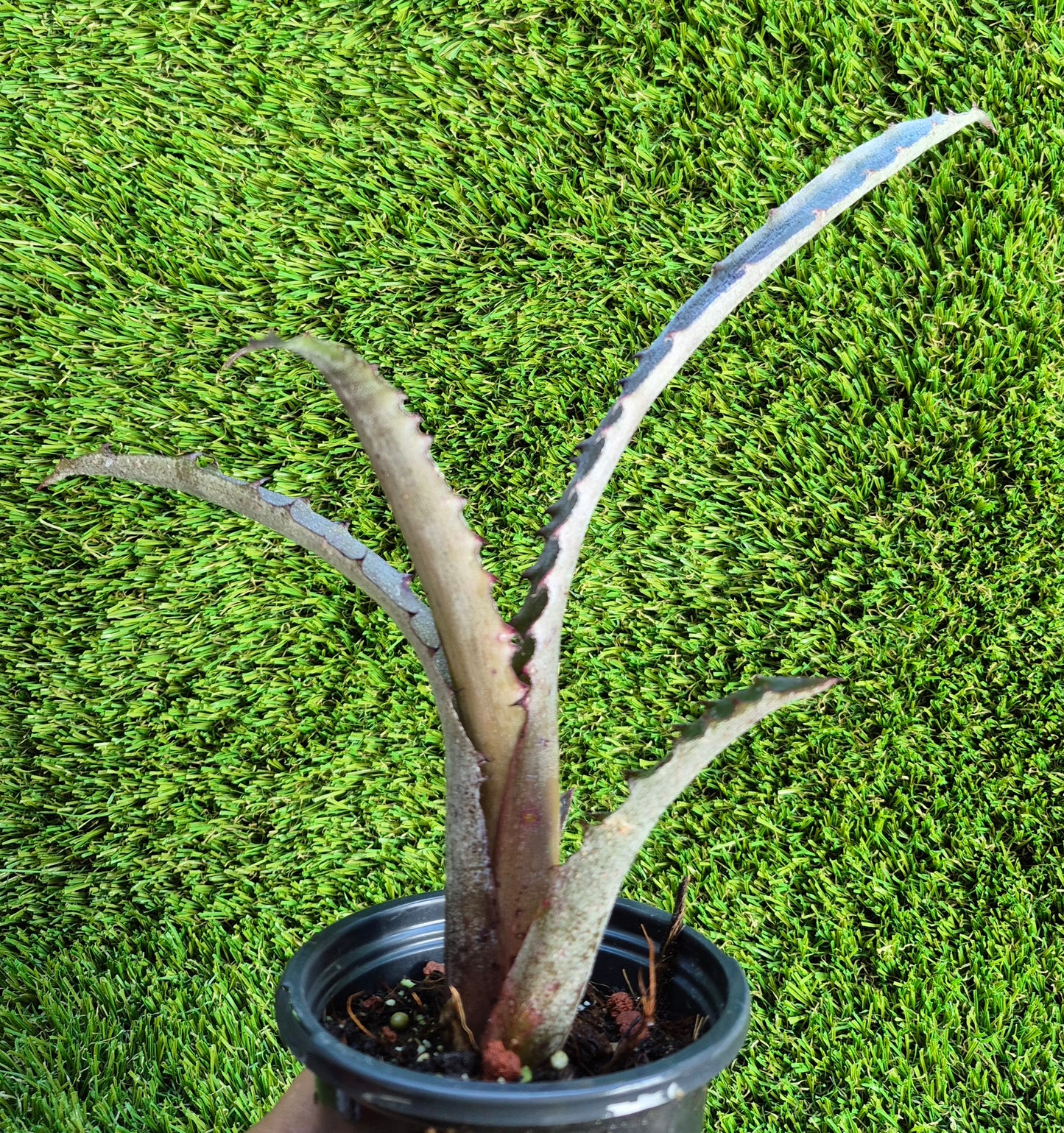 🪴 HOHENBERGIA OUCHI