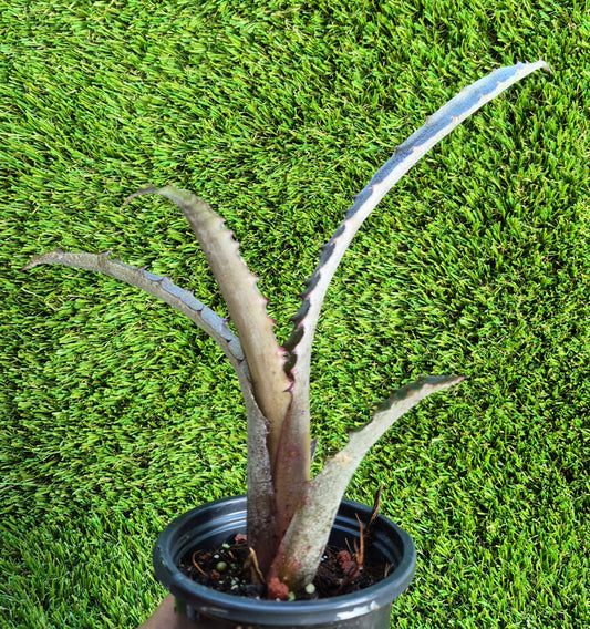 🪴 HOHENBERGIA OUCHI