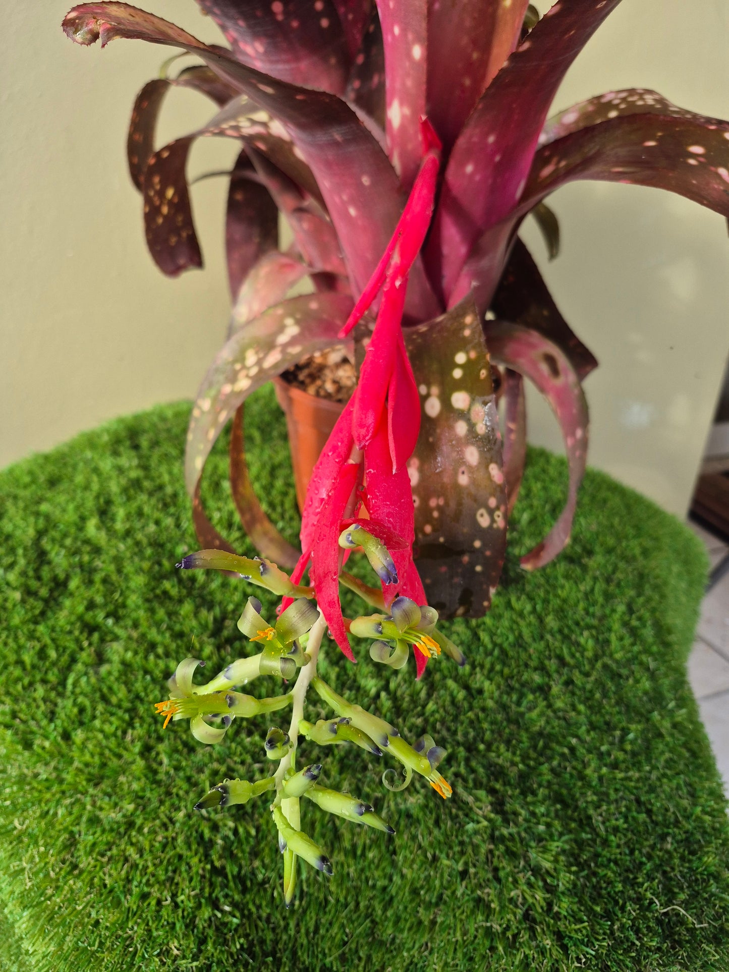 BILLBERGIA MIZ MOLLIE (COLECCION-Adulta)