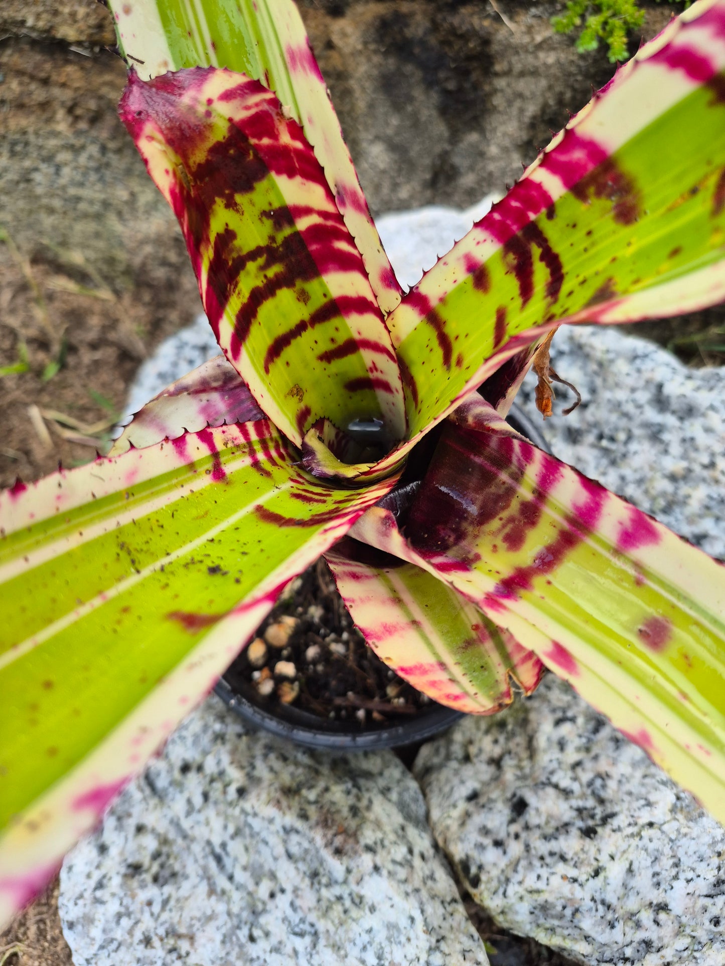 NEOREGELIA 'SK0TAK'S' BAZOOKA
