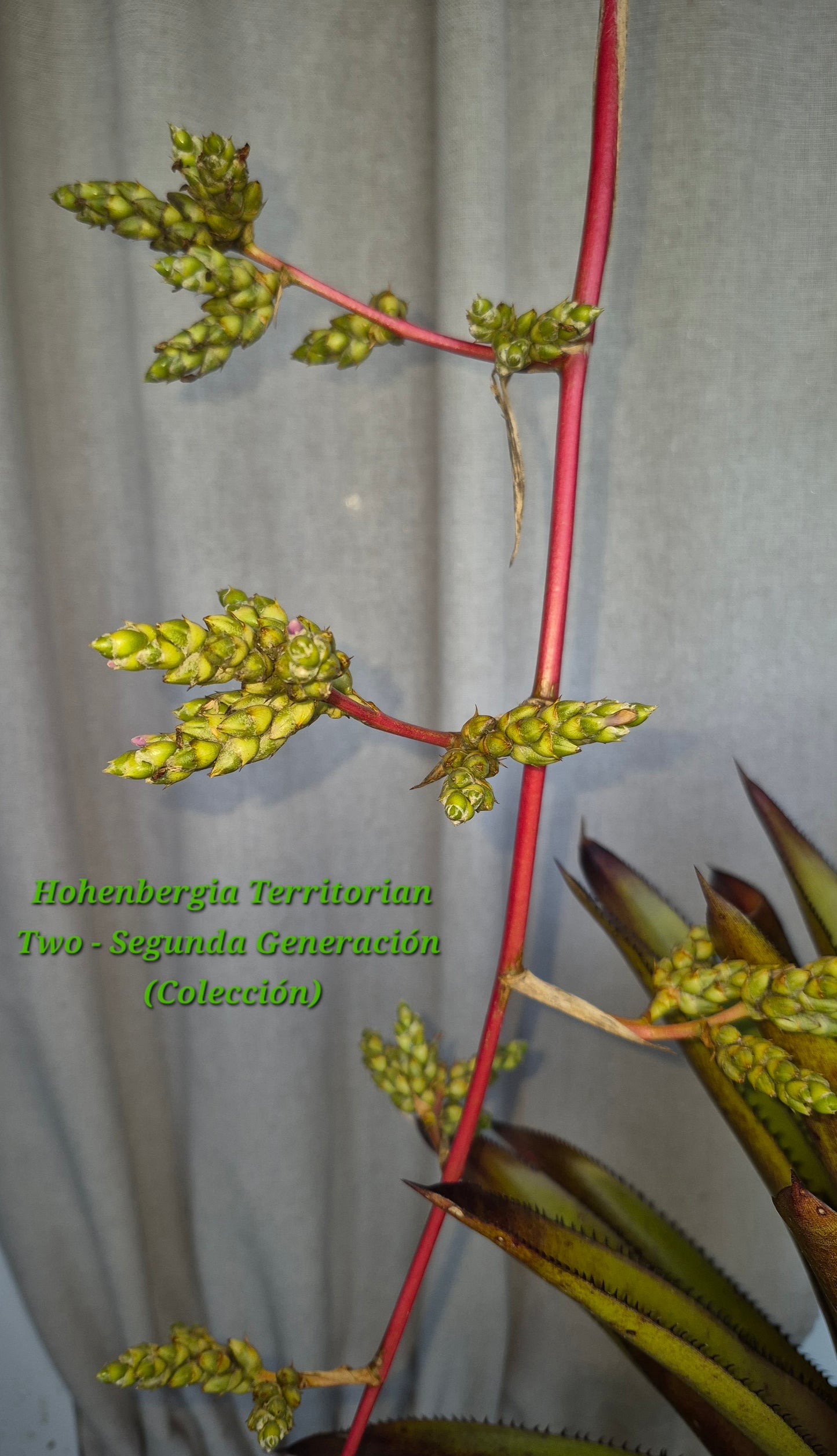 HOHENBERGIA TERRITORIAN TWO (segunda generación) - (COLECCION)