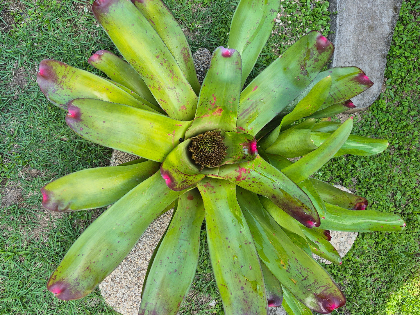 NEOREGELIA YELLOW DELICIOUS  - ELMORE, J.