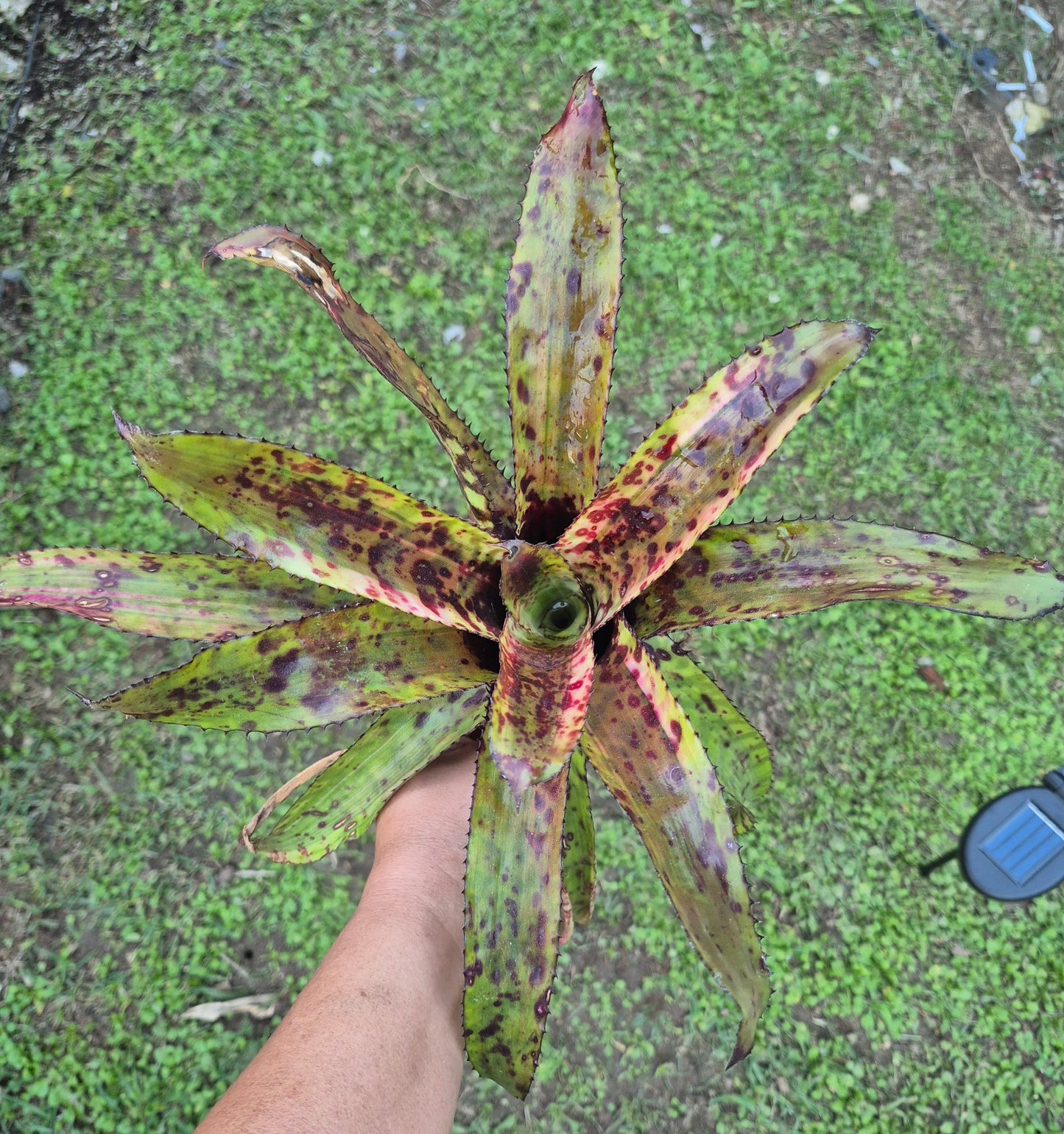 AECHMEA ORLANDIANA DARK CLON