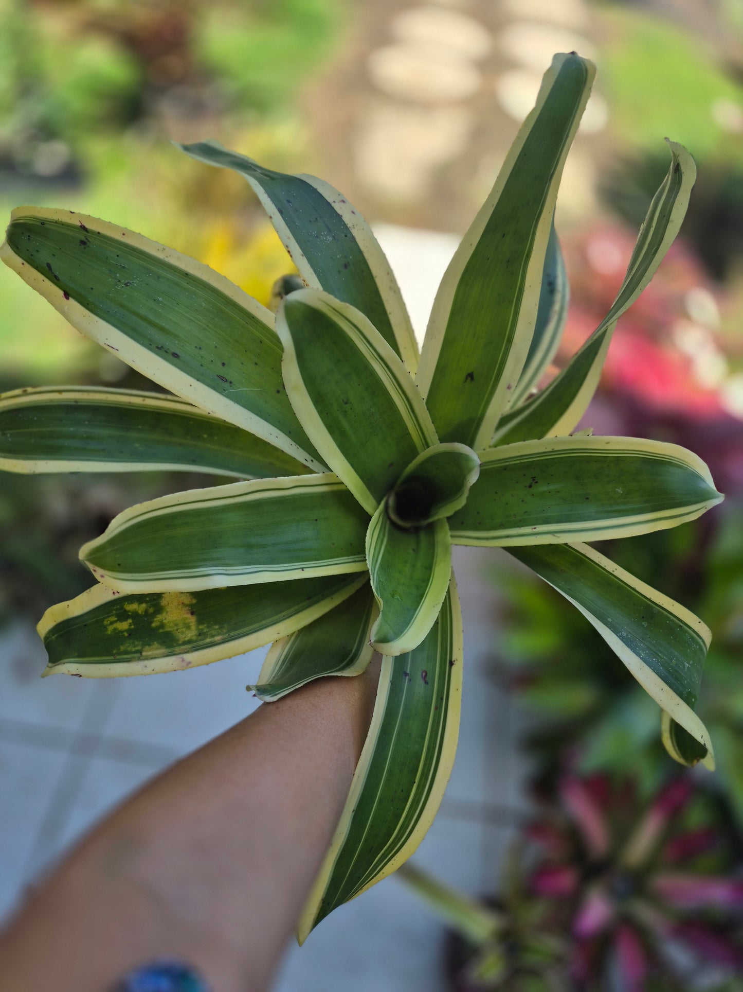 NEOREGELIA 'INK-WELL' (ALBO-MARGINATED) - "CHESTER SKOTAK"