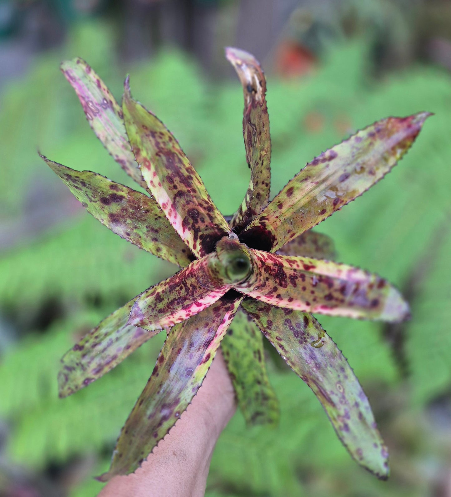AECHMEA ORLANDIANA DARK CLON