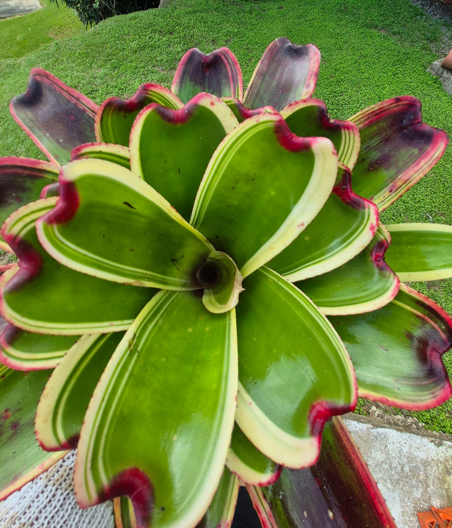 NEOREGELIA 9N X SNOWDEN (hijo)
