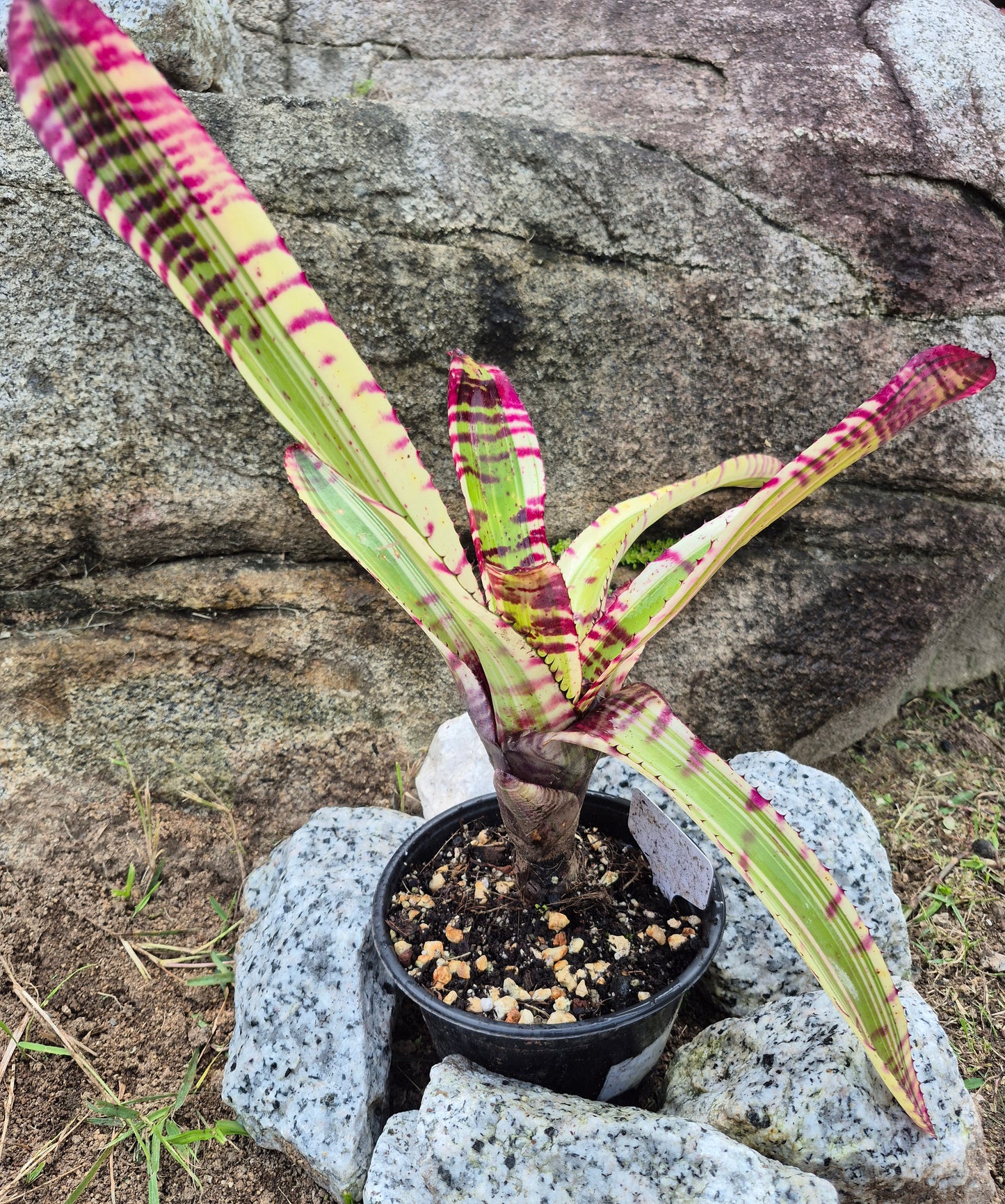 NEOREGELIA 'SK0TAK'S' BAZOOKA