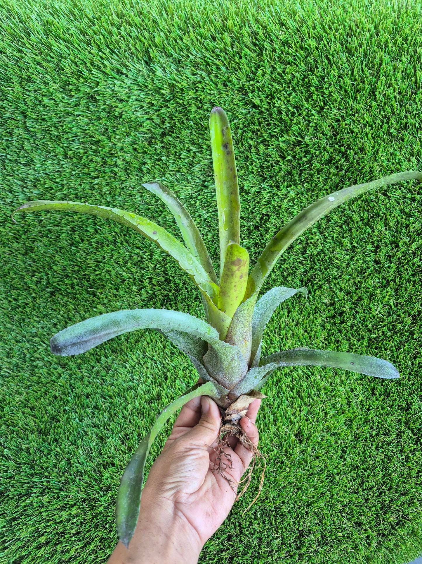 🍃 HOHENBERGIA PENNAE X LEOPOLDO HORSTII