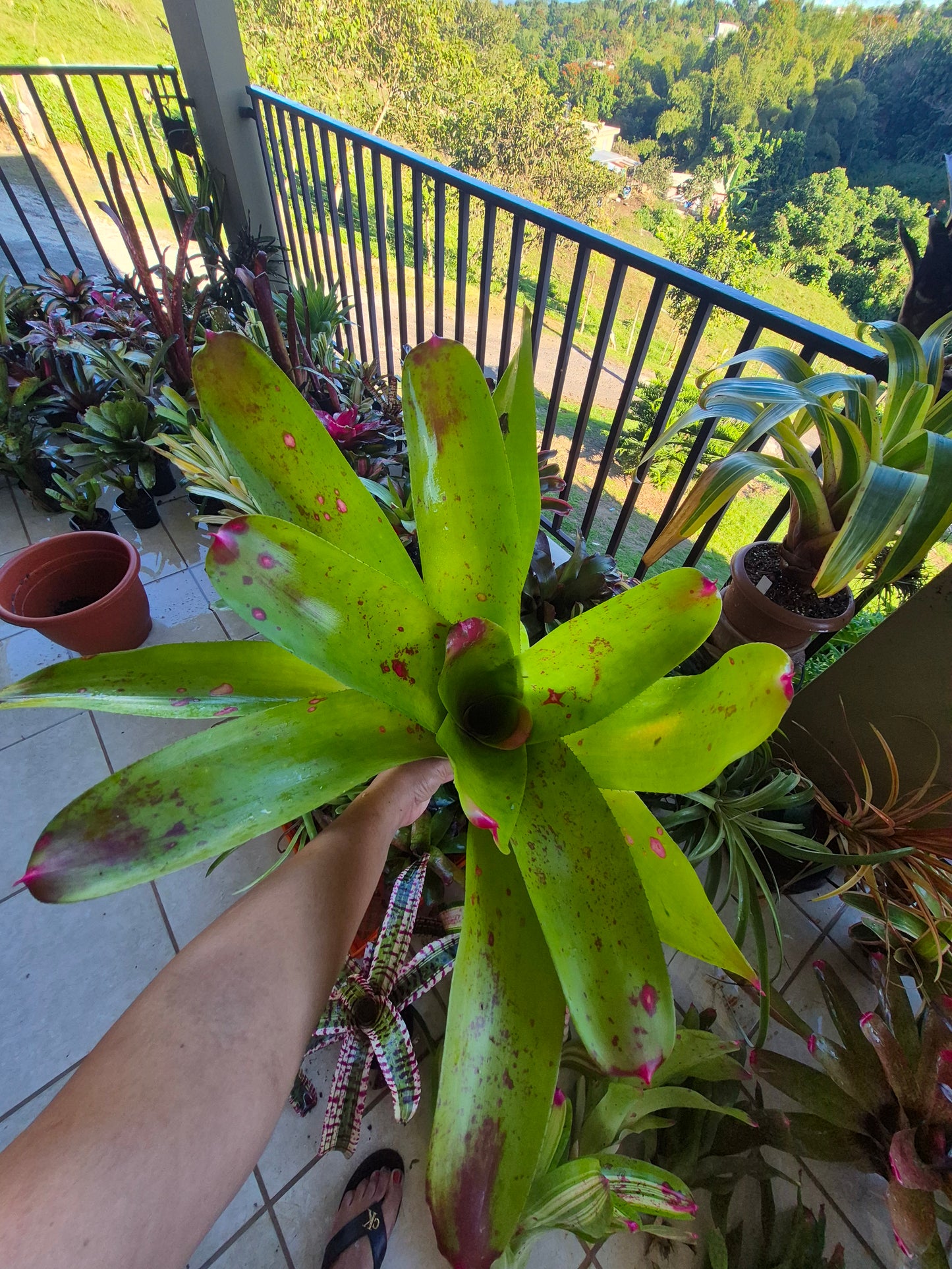 NEOREGELIA JOHANNIS