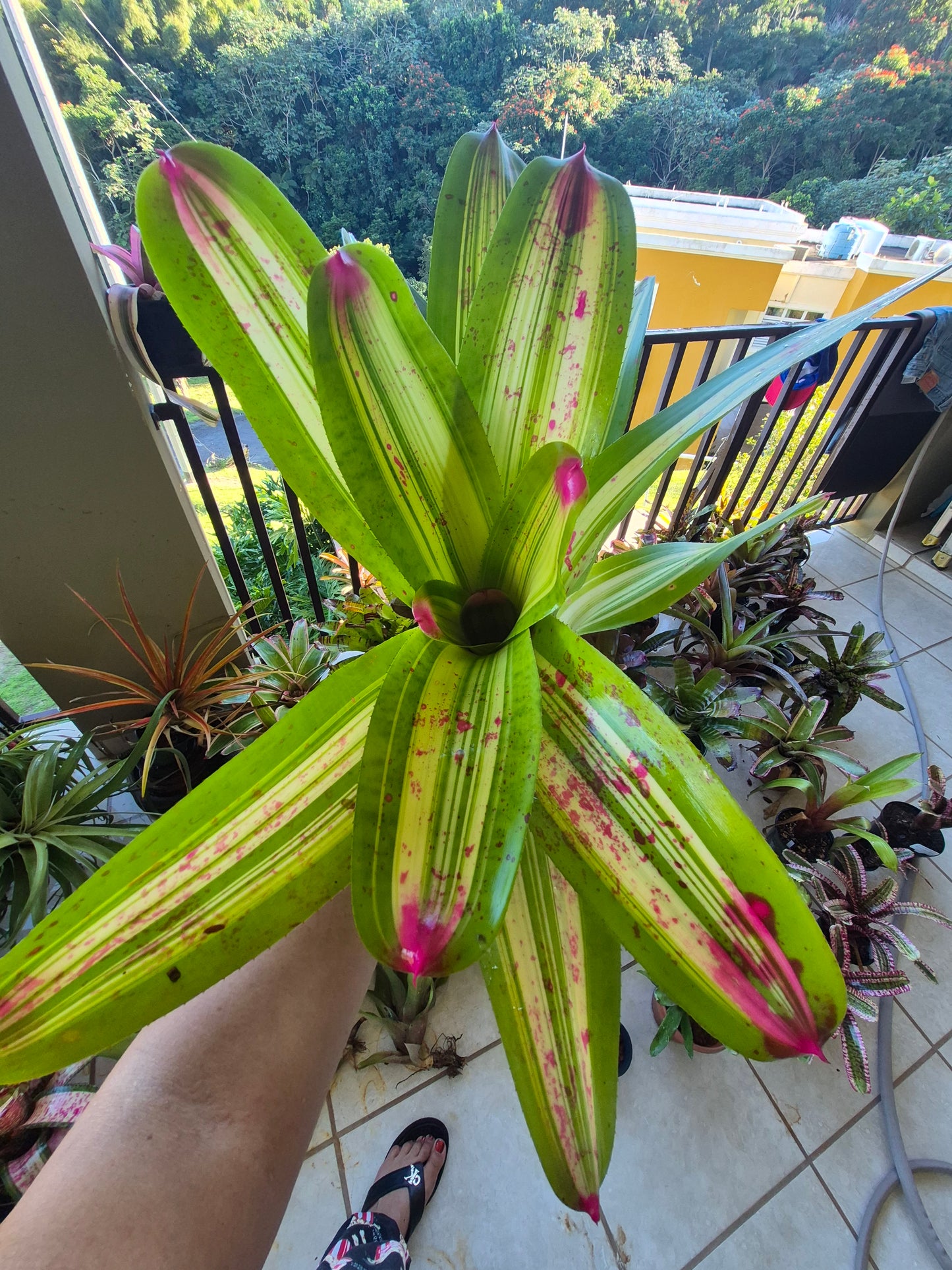 NEOREGELIA JOHANNIS DEROLF