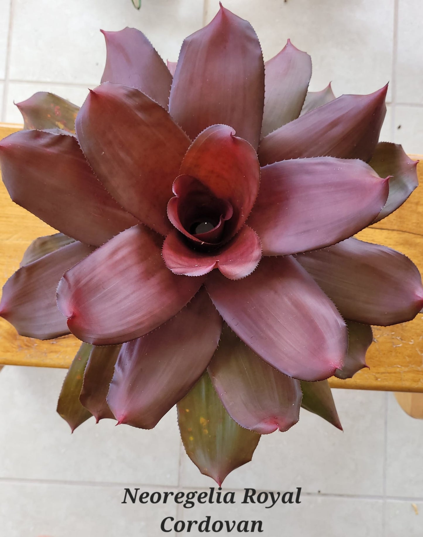 NEOREGELIA ROYAL CORDOVAN