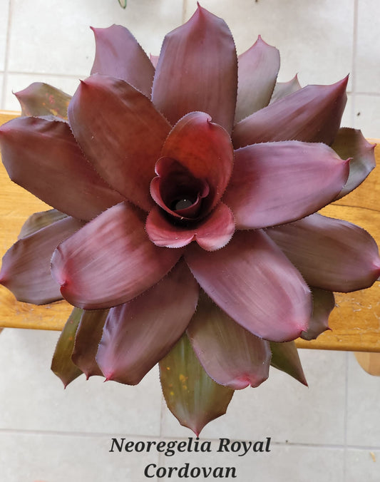 NEOREGELIA ROYAL CORDOVAN