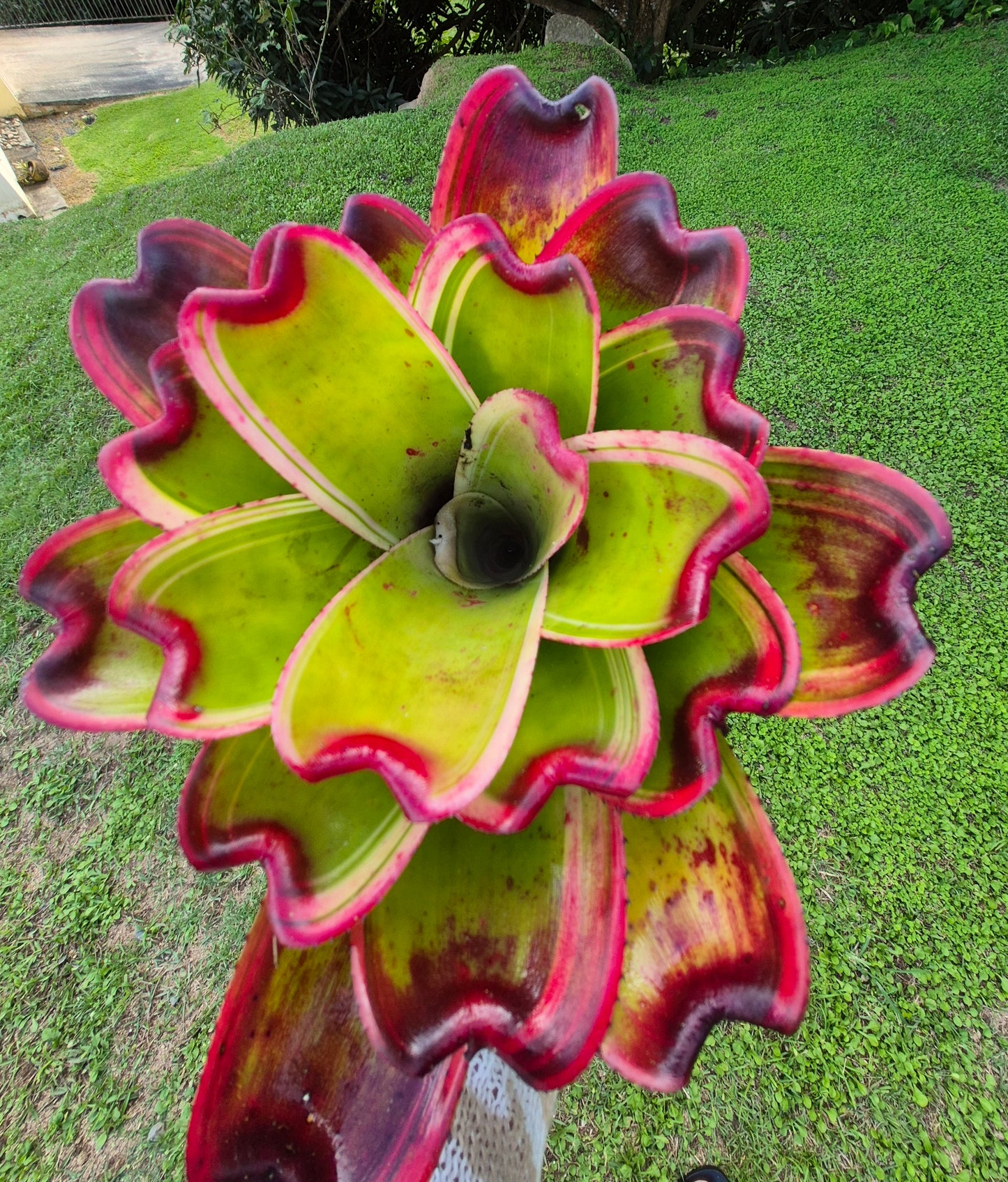 NEOREGELIA 9N X SNOWDEN (hijo)