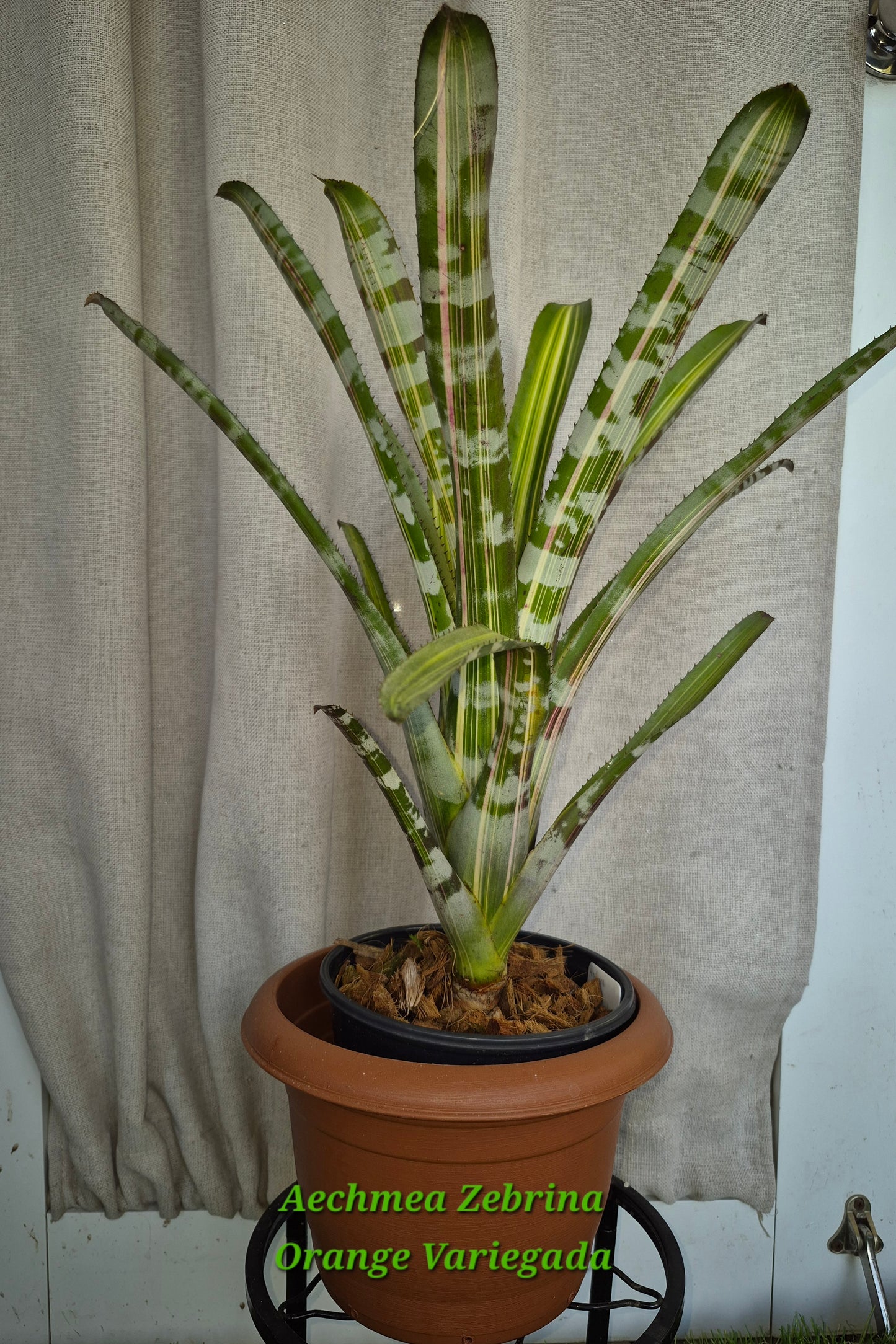 AECHMEA ZEBRINA ORANGE VARIEGATA