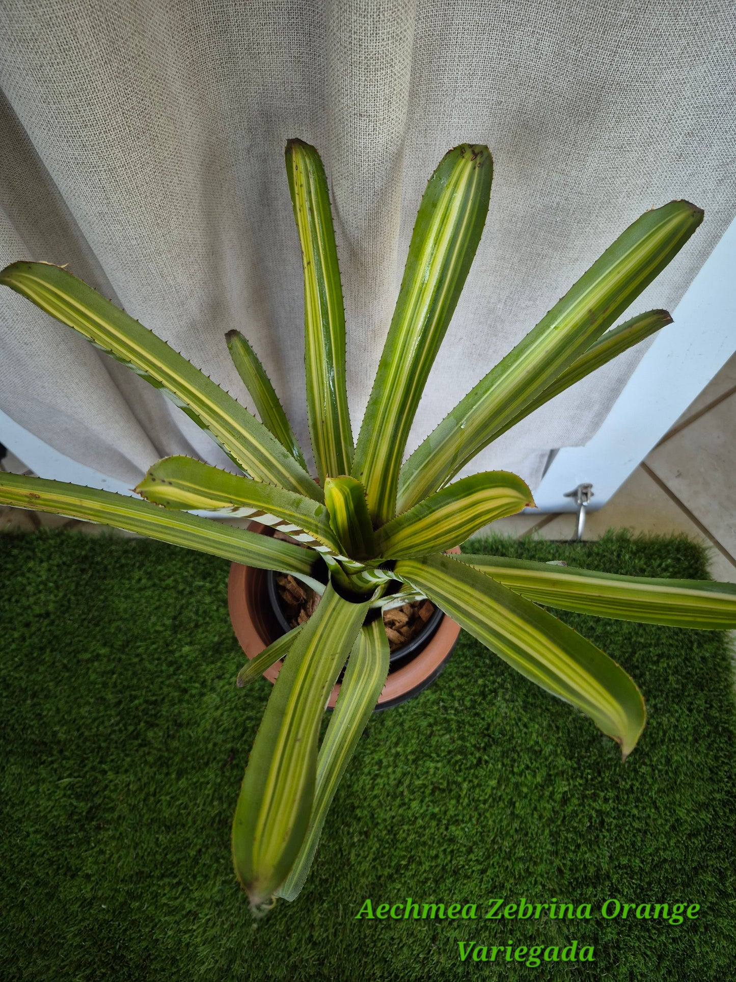 AECHMEA ZEBRINA ORANGE VARIEGATA