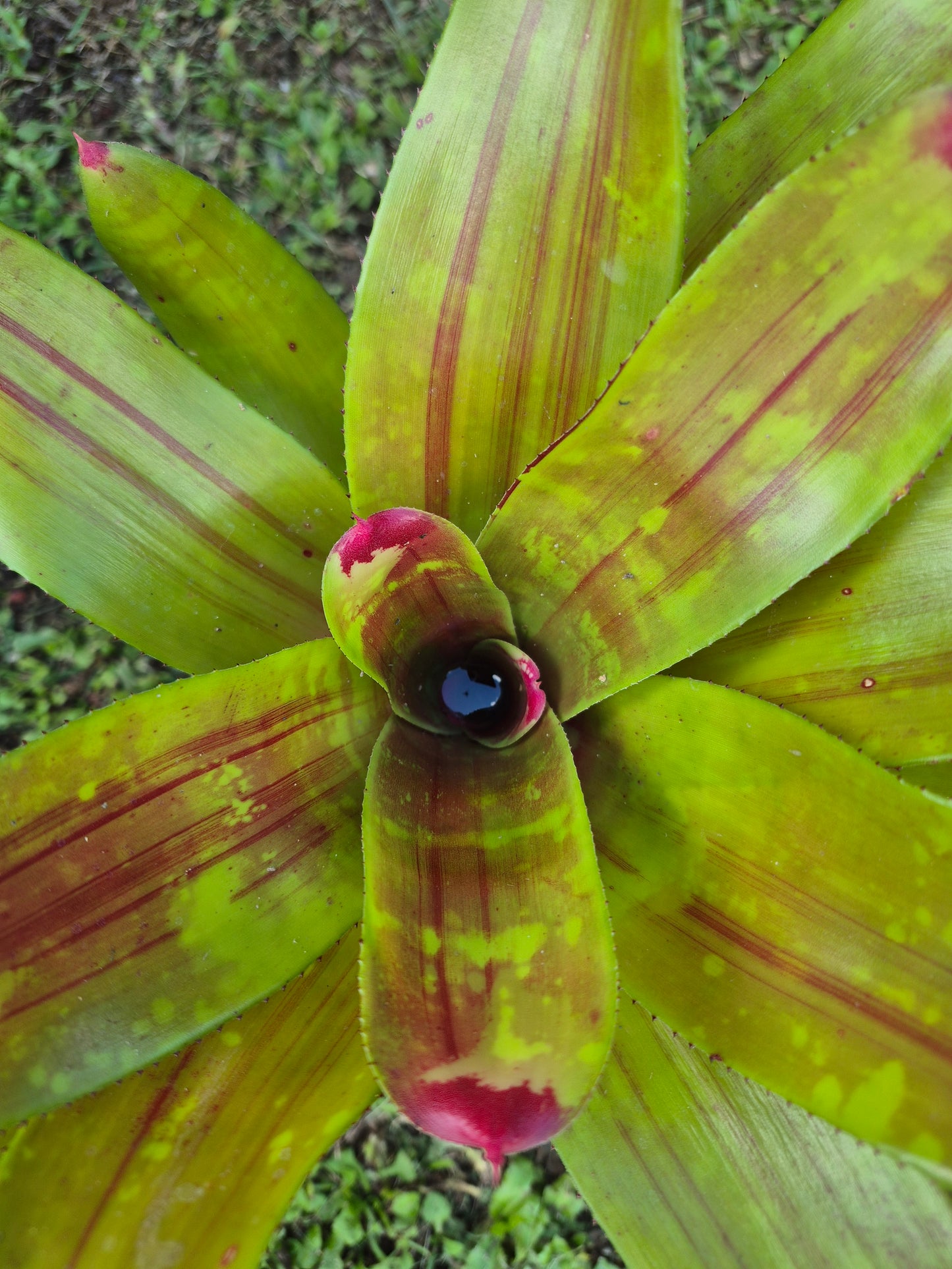 NEOREGELIA MAYA