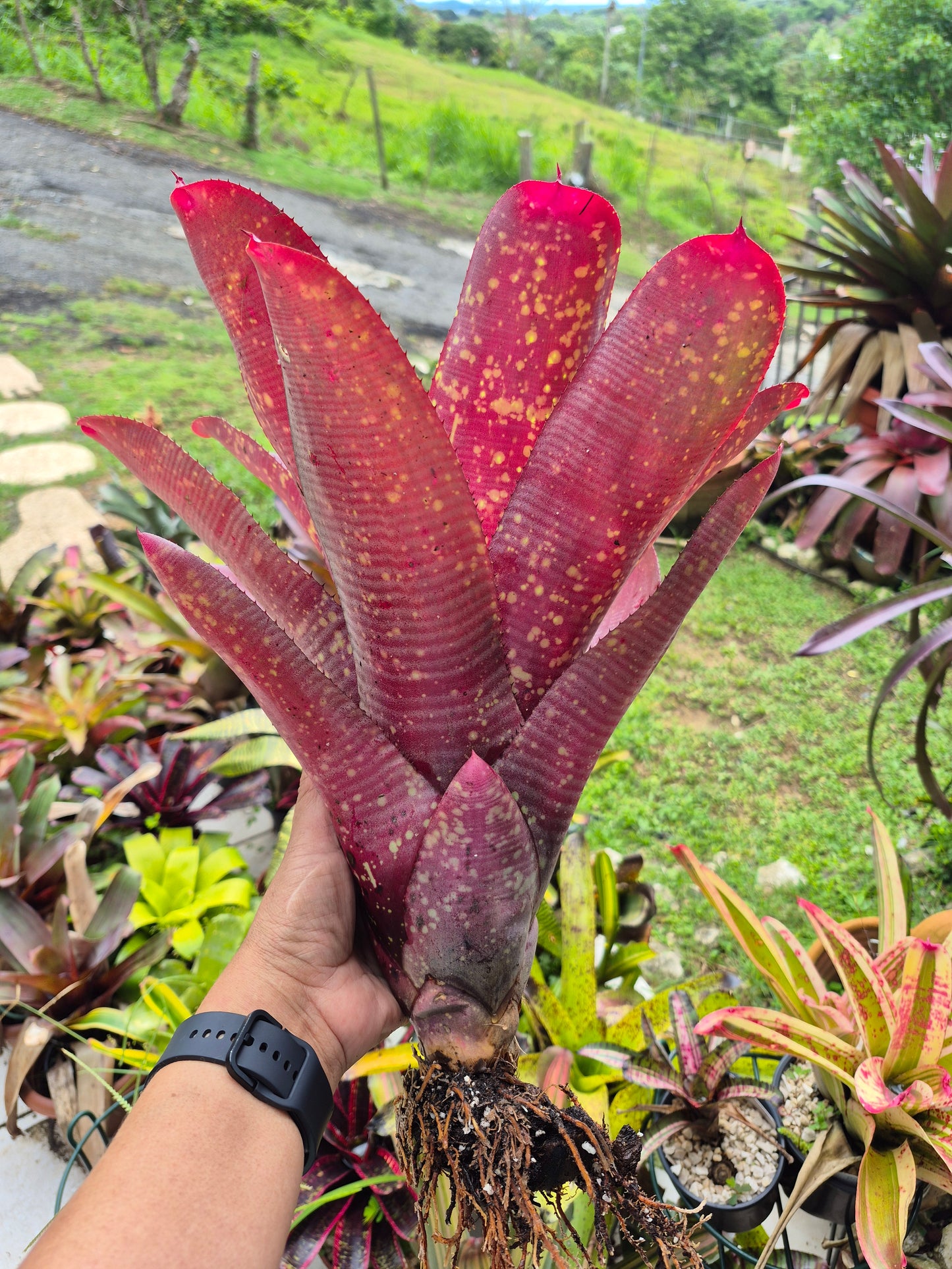 NEOREGELIA ANDREA