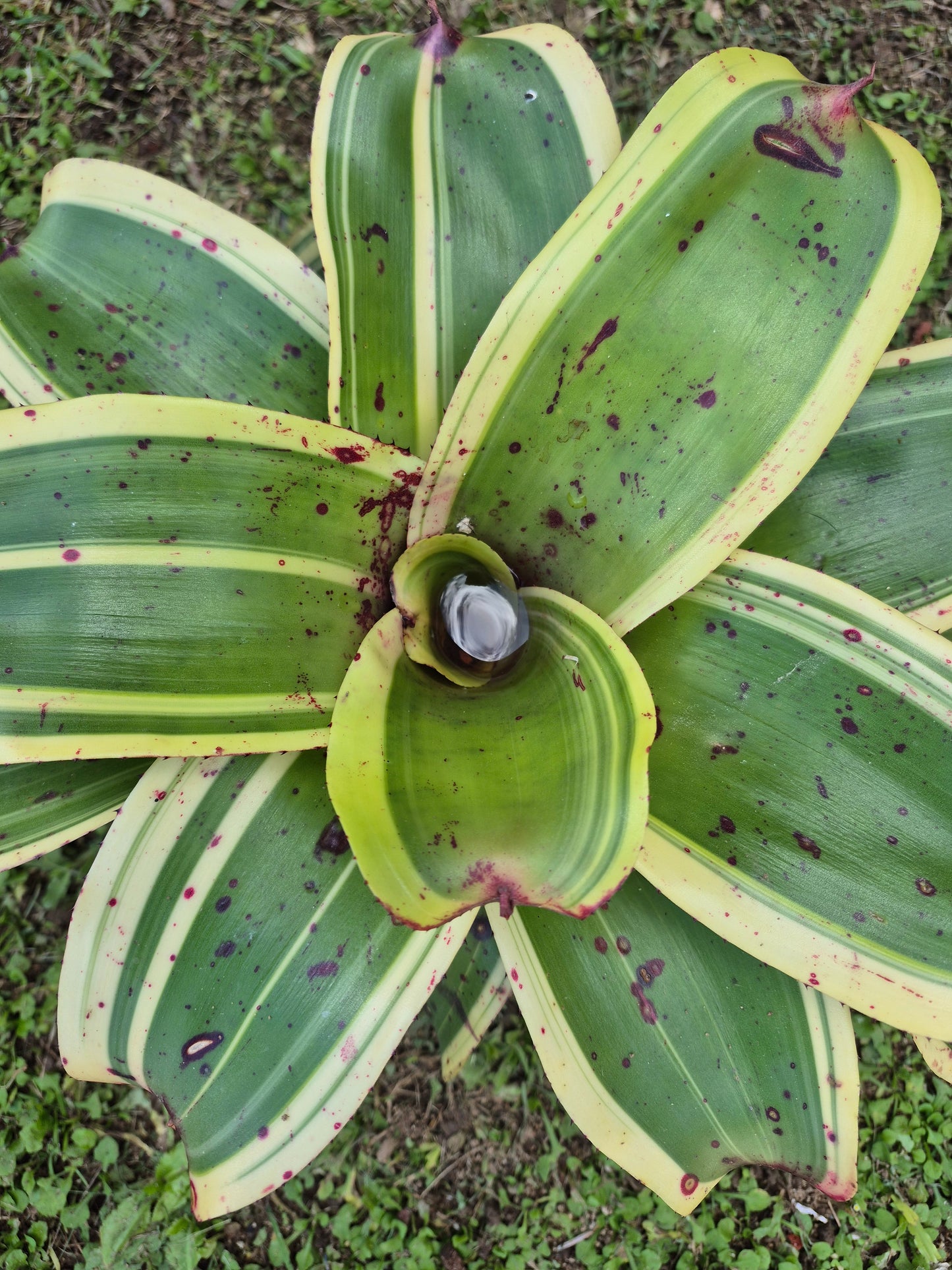 NEOREGELIA 'RED LIGHT SPECIAL'