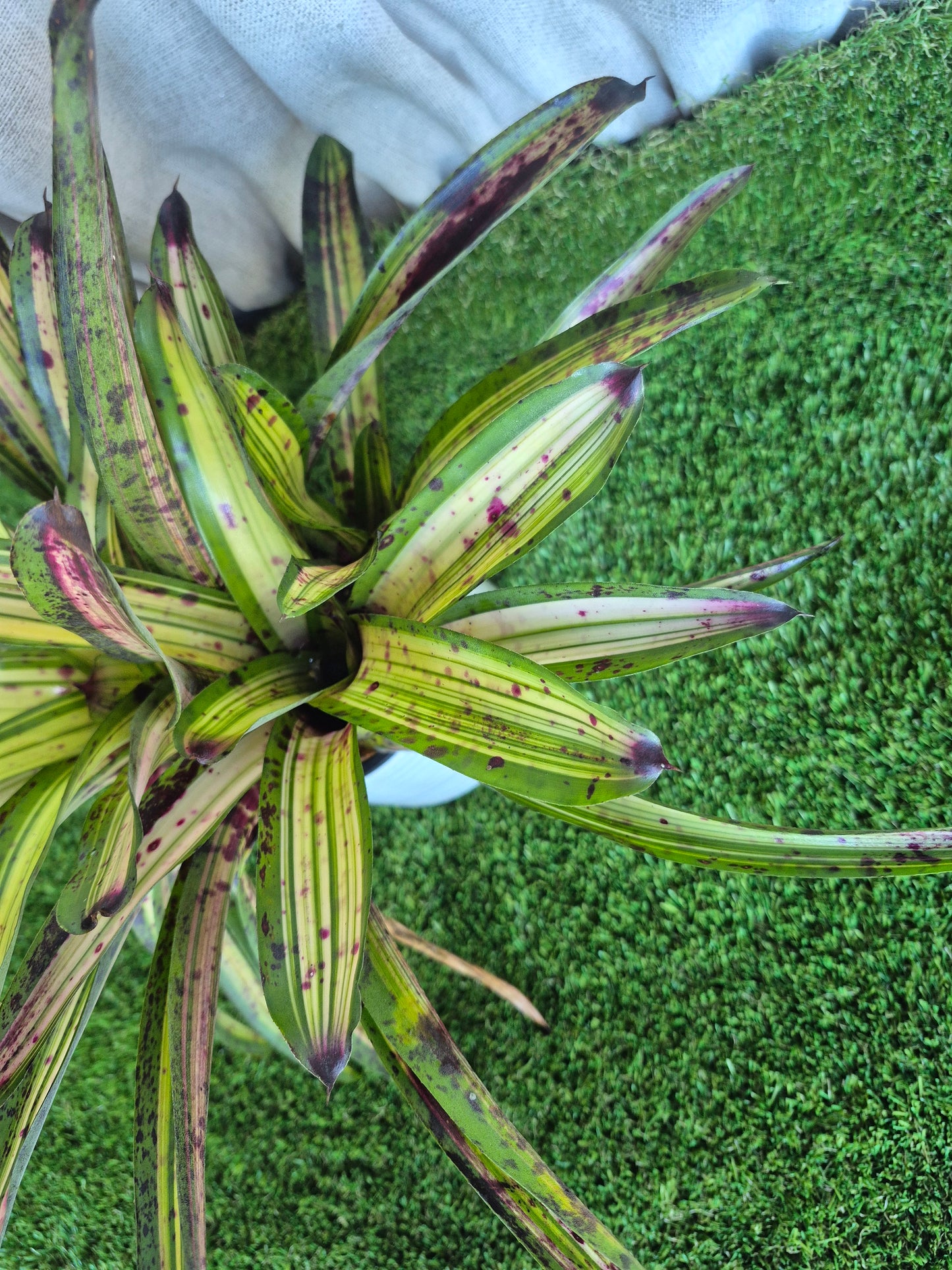 Neoregelia Blueberry Crisp (Lisa Vinzant)