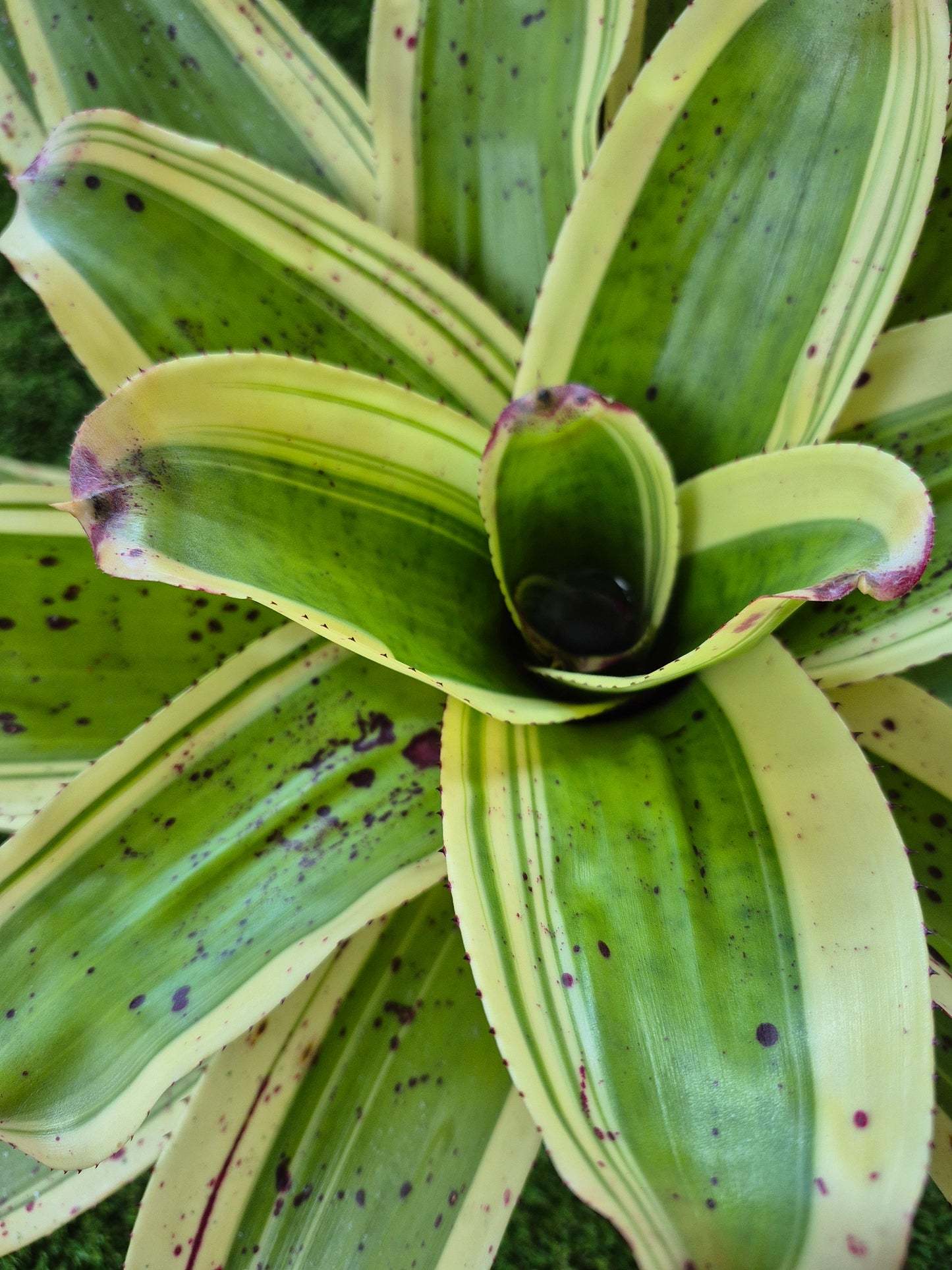 NEOREGELIA 'INK-WELL' (ALBO-MARGINATED) - "CHESTER SKOTAK"