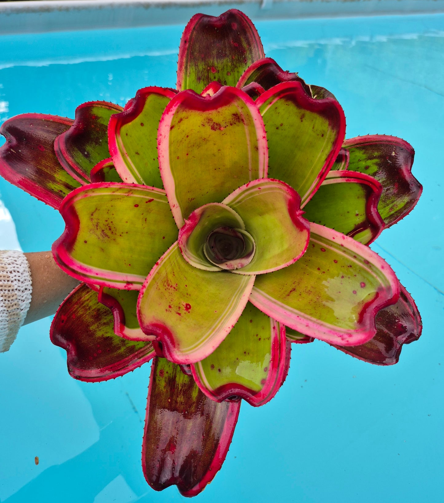 NEOREGELIA 9N X SNOWDEN (hijo)