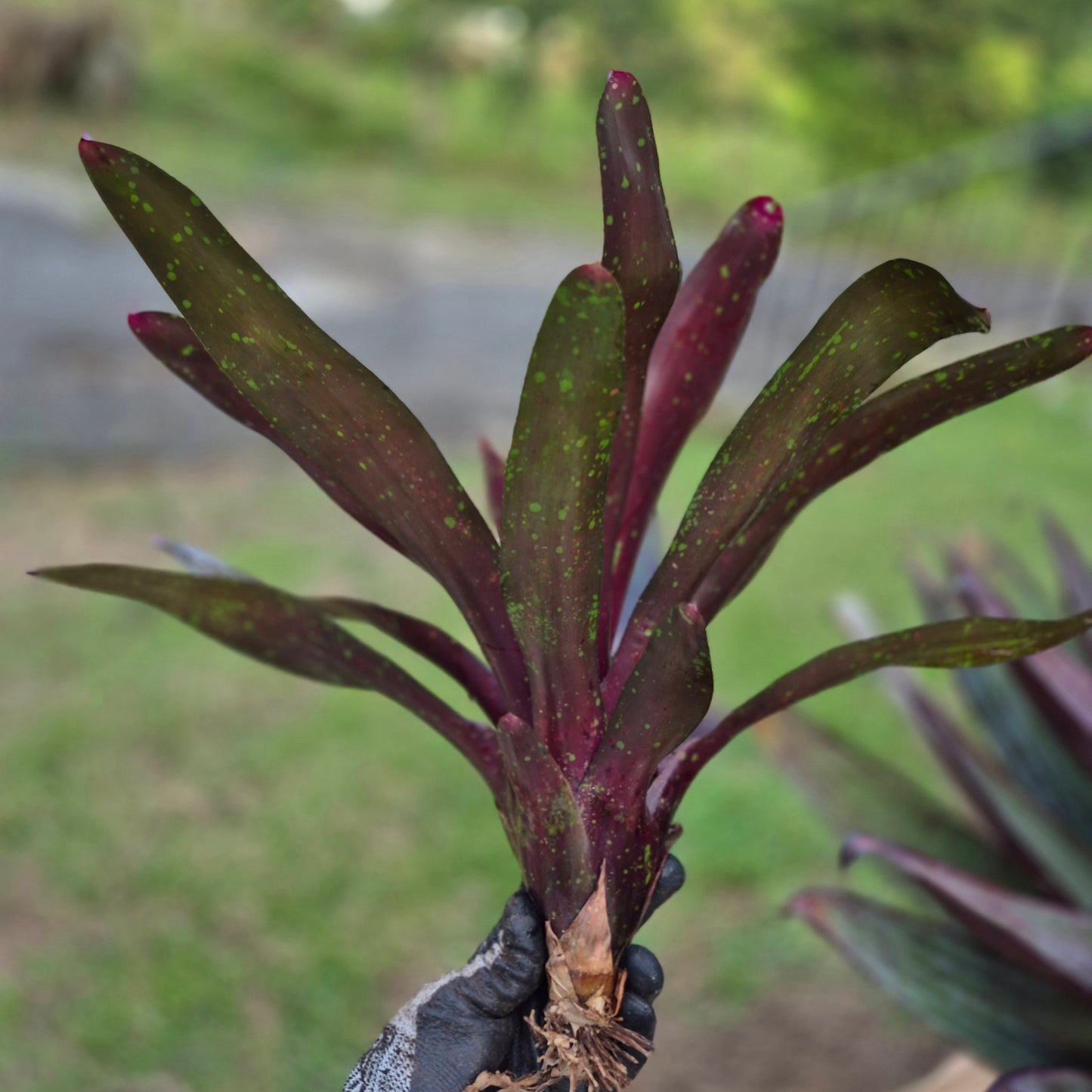 NEOREGELIA ROYAL BURGUNDY