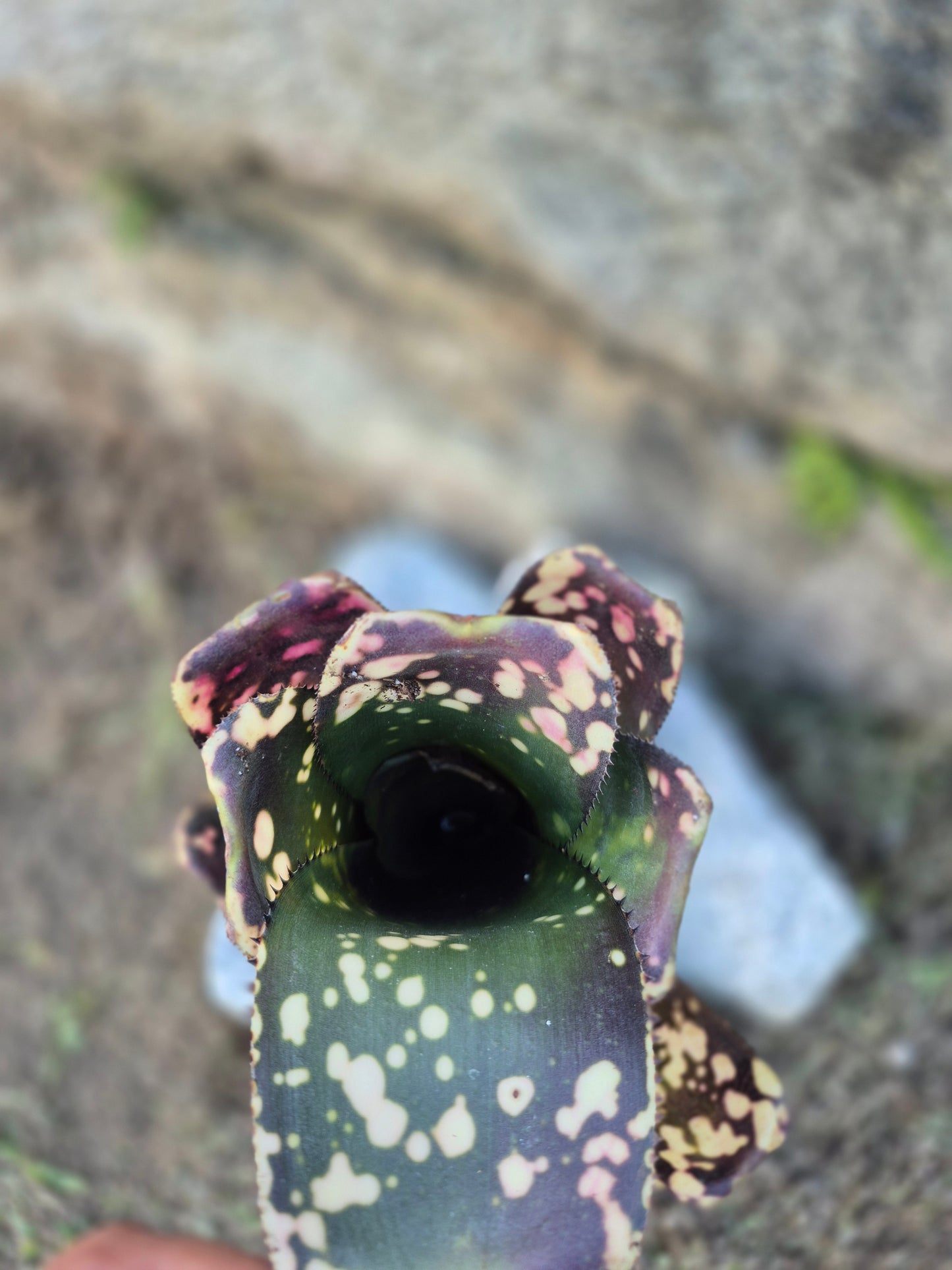 BILLBERGIA OLÉ