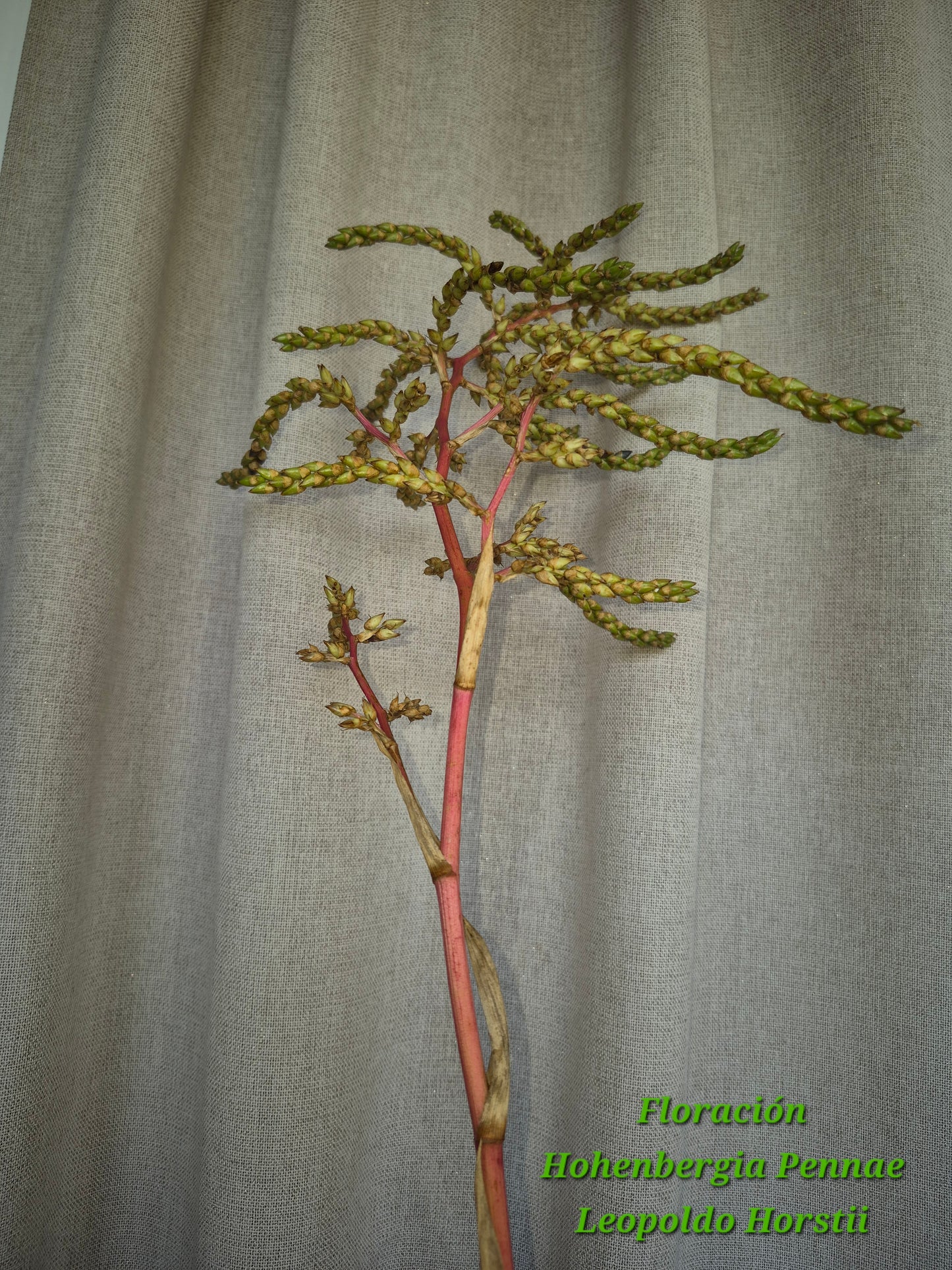 🍃 HOHENBERGIA PENNAE X LEOPOLDO HORSTII