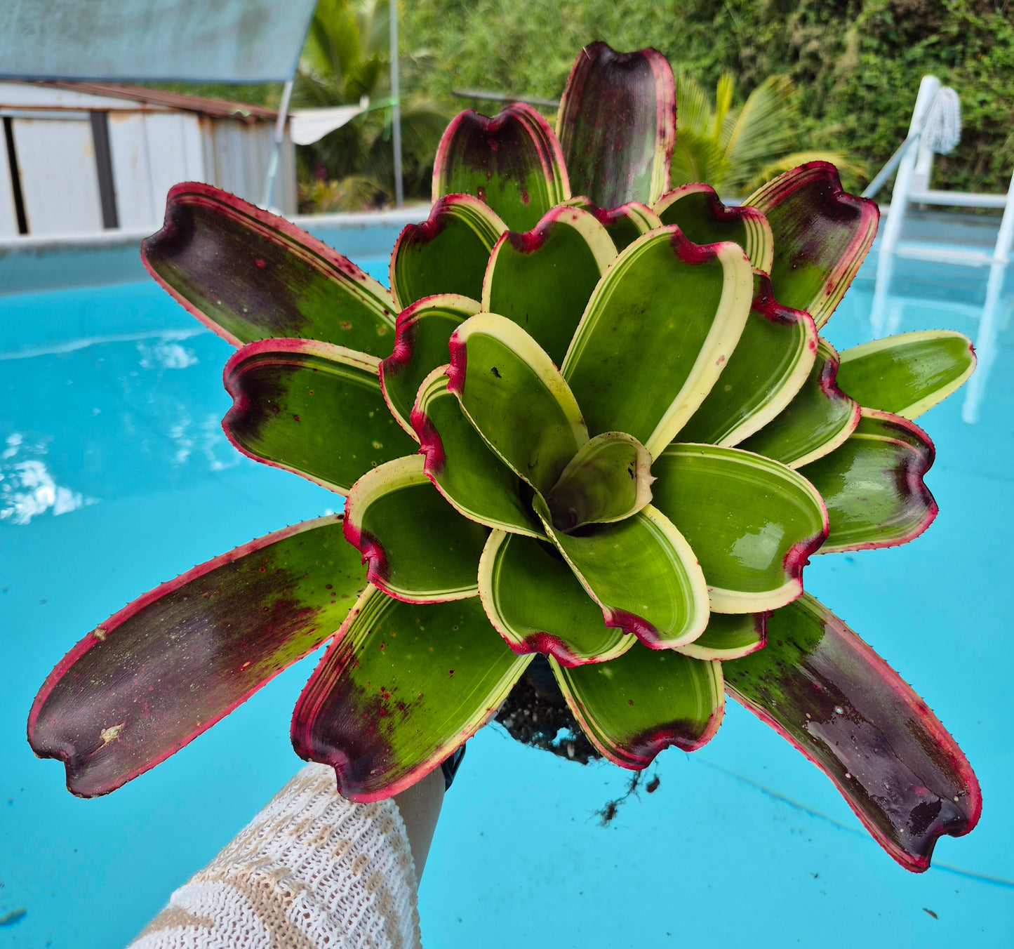 NEOREGELIA 9N X SNOWDEN (hijo)