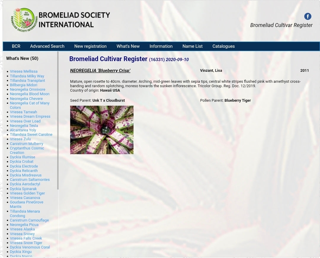 Neoregelia Blueberry Crisp (Lisa Vinzant)