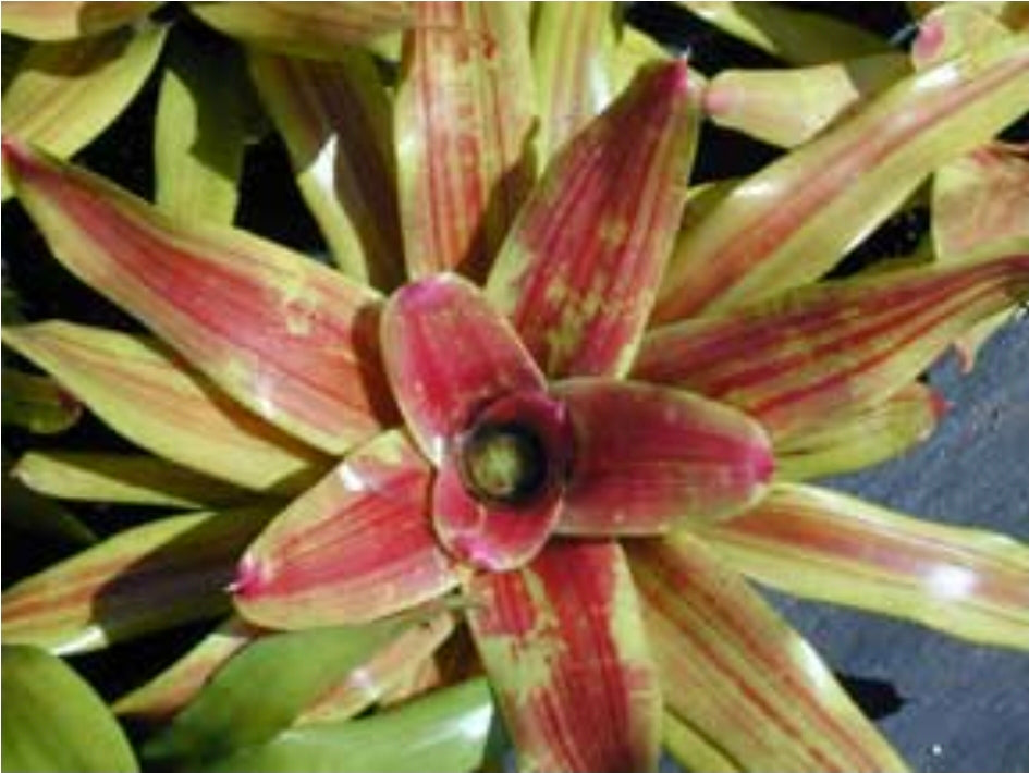 NEOREGELIA MAYA