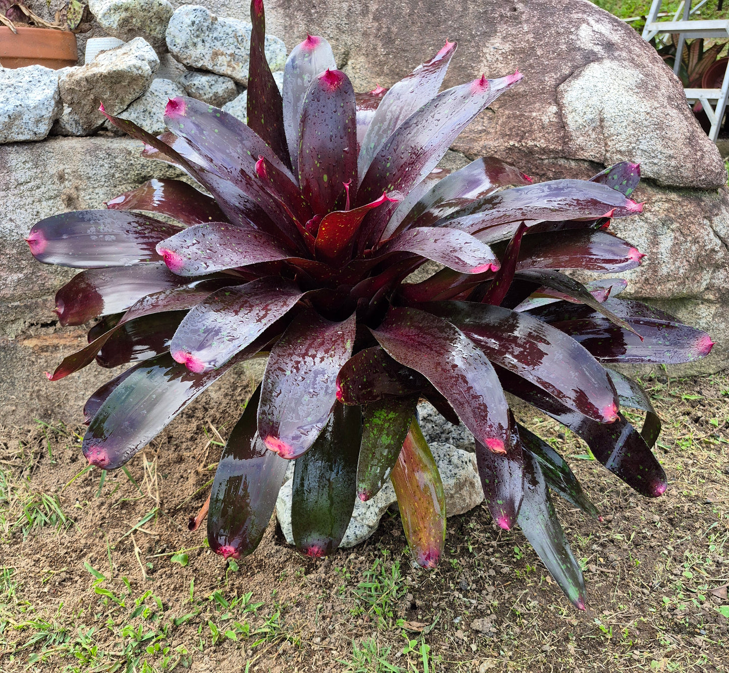 NEOREGELIA ROYAL BURGUNDY