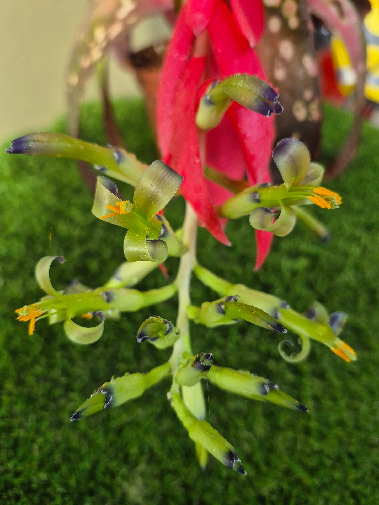 BILLBERGIA MIZ MOLLIE (COLECCION-Adulta)