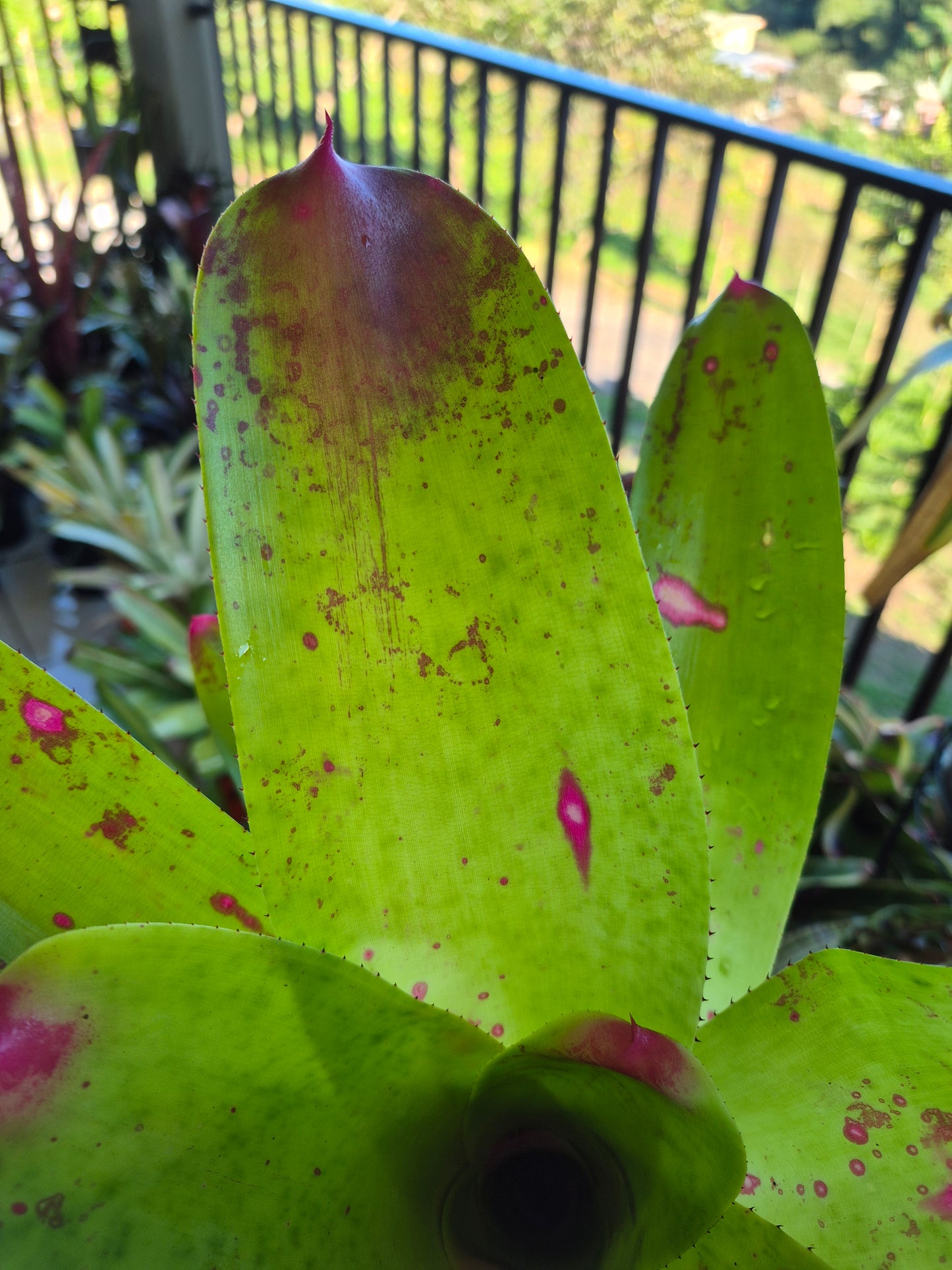NEOREGELIA JOHANNIS
