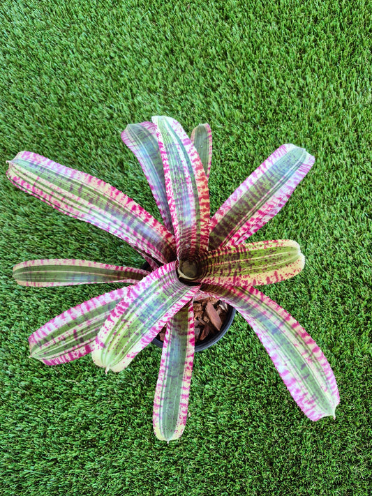 Neoregelia "Hypnotic"