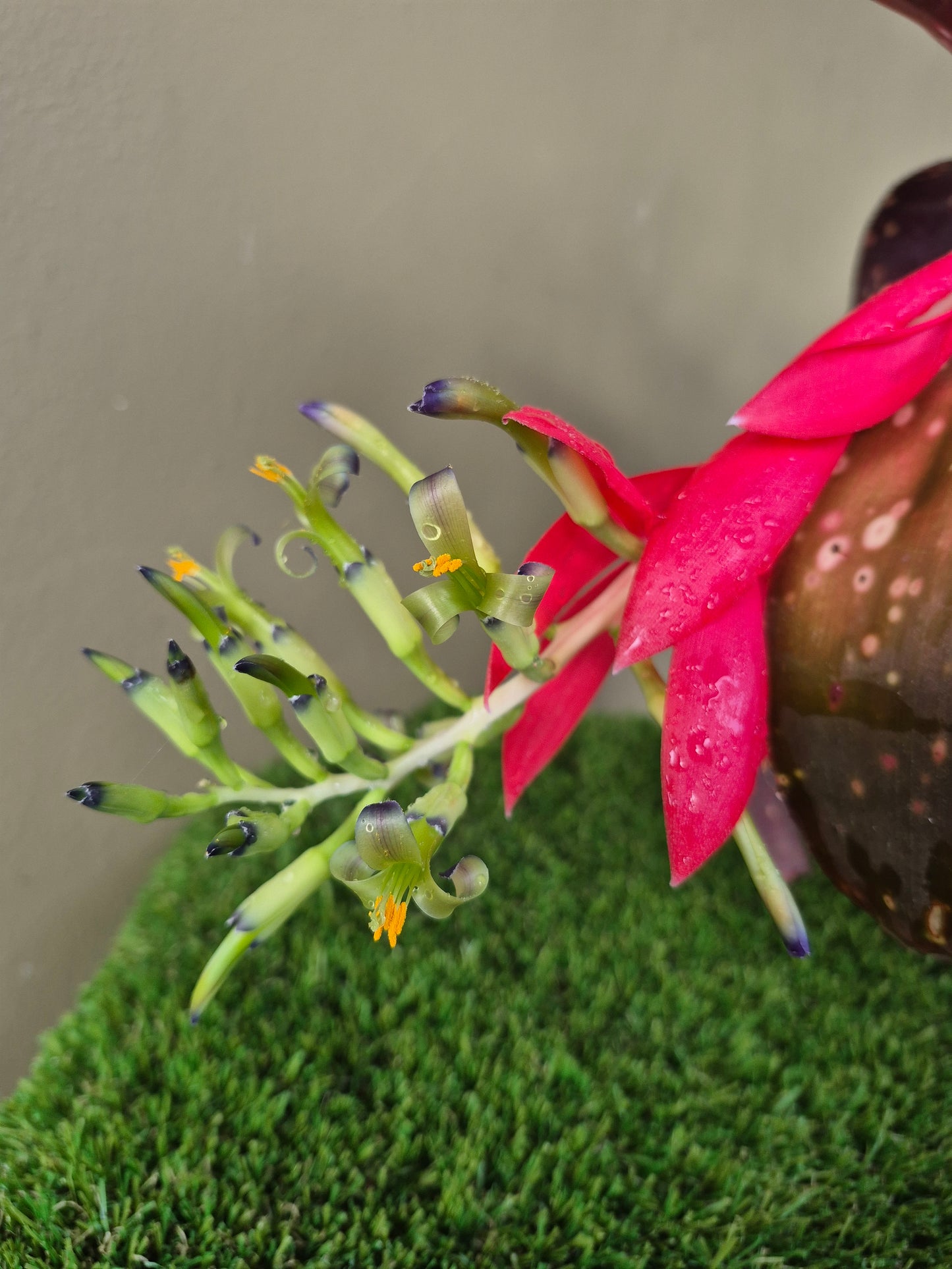 BILLBERGIA MIZ MOLLIE (COLECCION-Adulta)