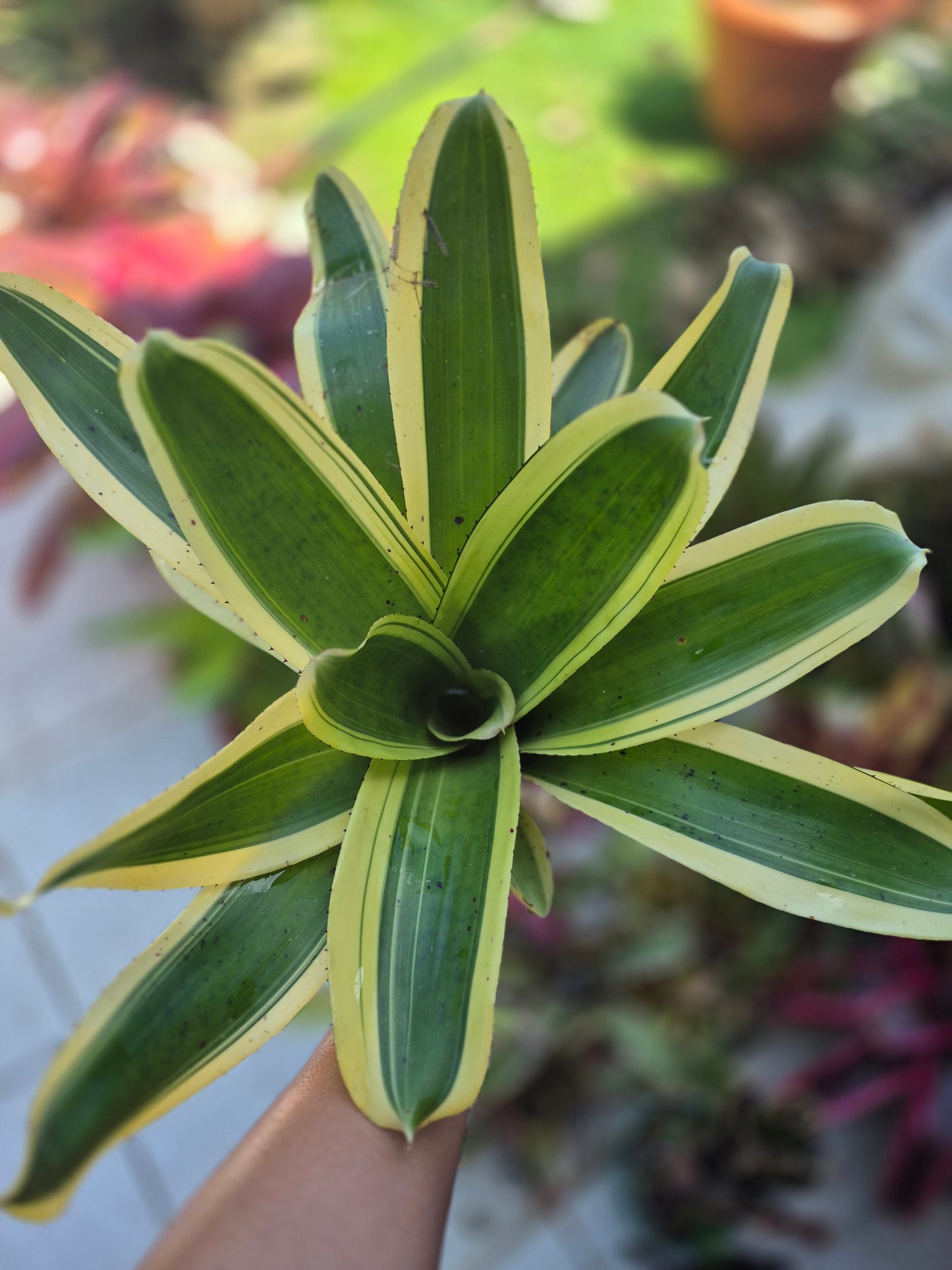 NEOREGELIA 'INK-WELL' (ALBO-MARGINATED) - "CHESTER SKOTAK"