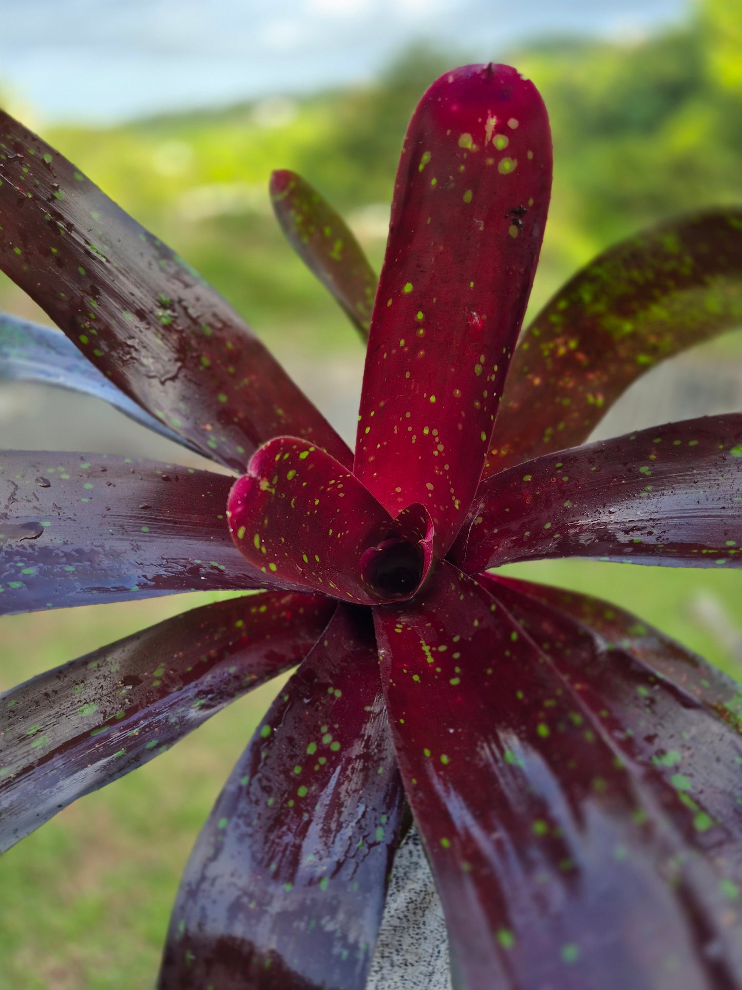 NEOREGELIA ROYAL BURGUNDY